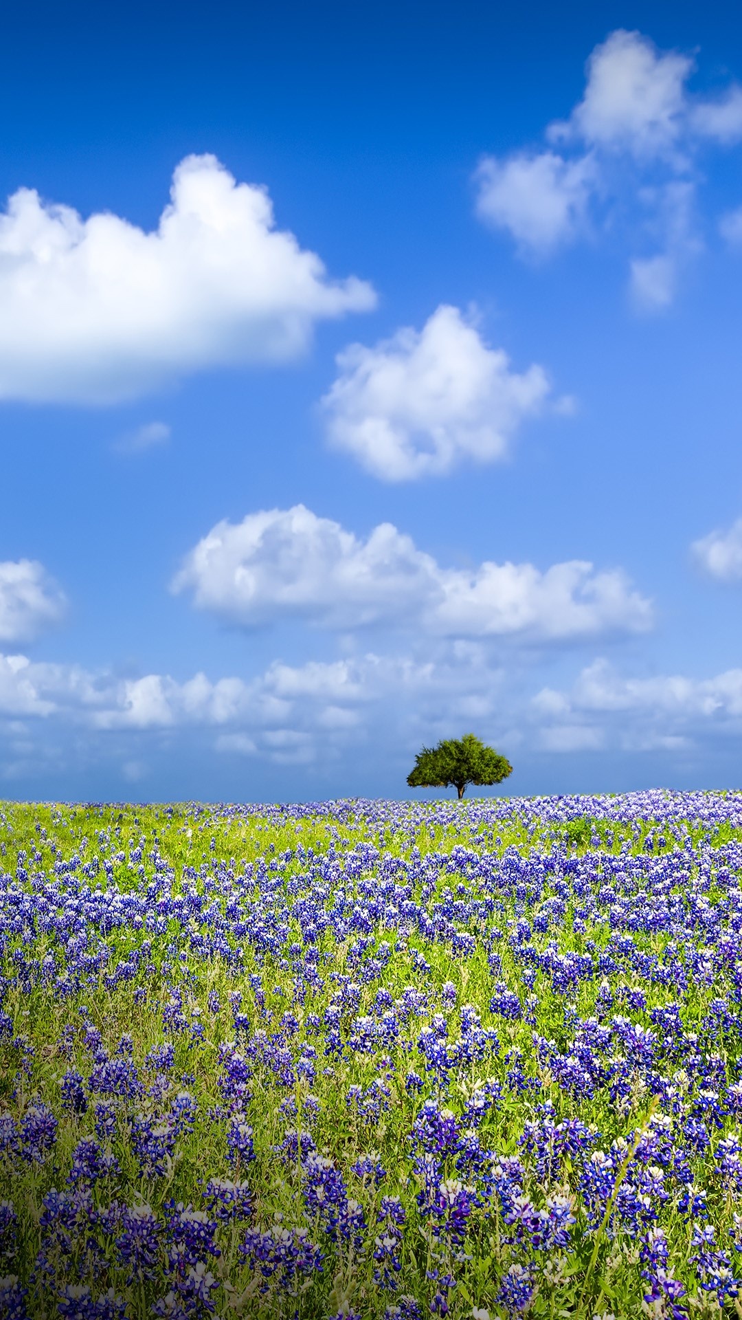 Bluebonnet, Stonewall Texas, Empty field, Windows 10 spotlight, 1080x1920 Full HD Phone