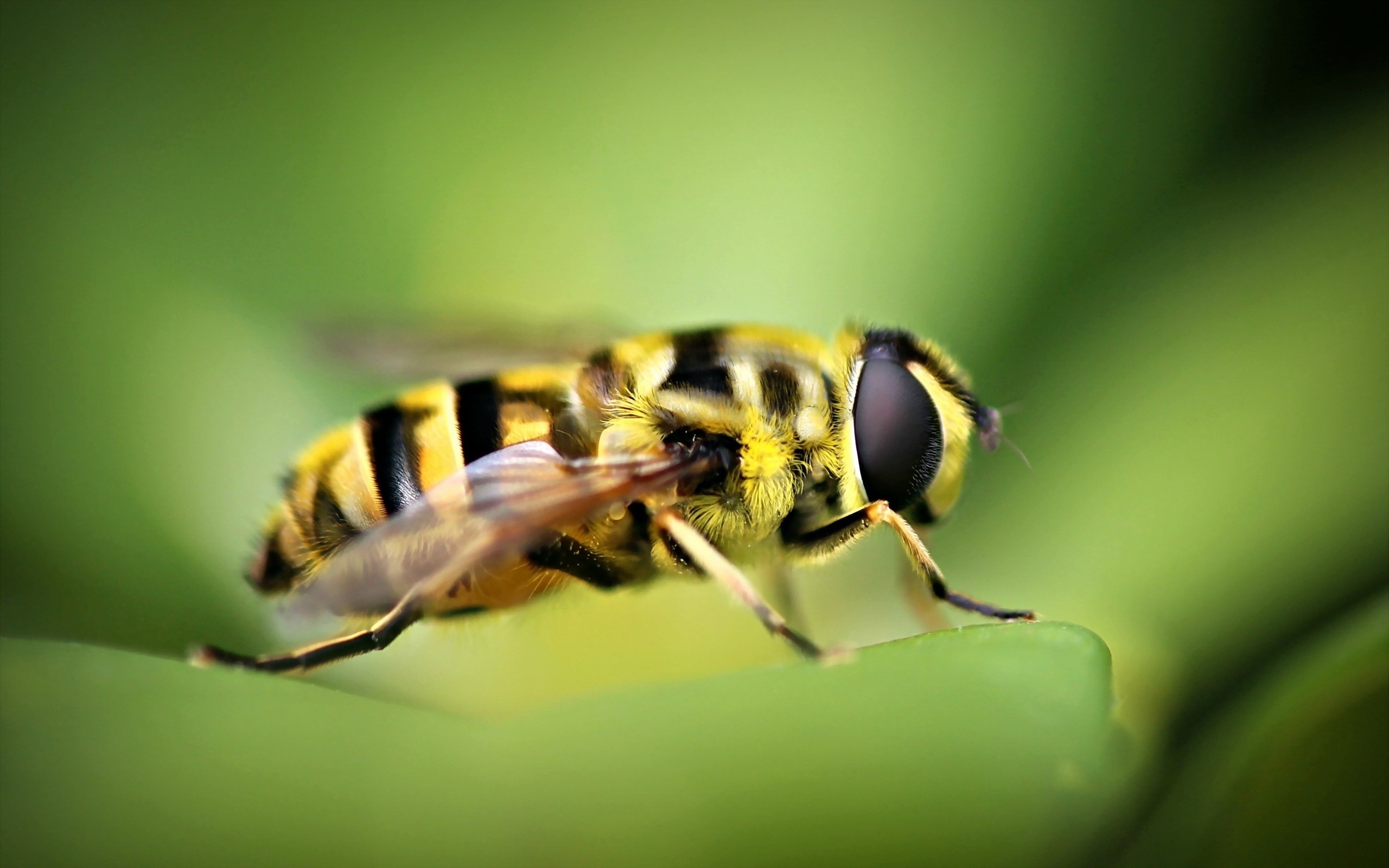 Bee, HD bee wallpaper, Nature's marvel, Insect close-up, 2560x1600 HD Desktop