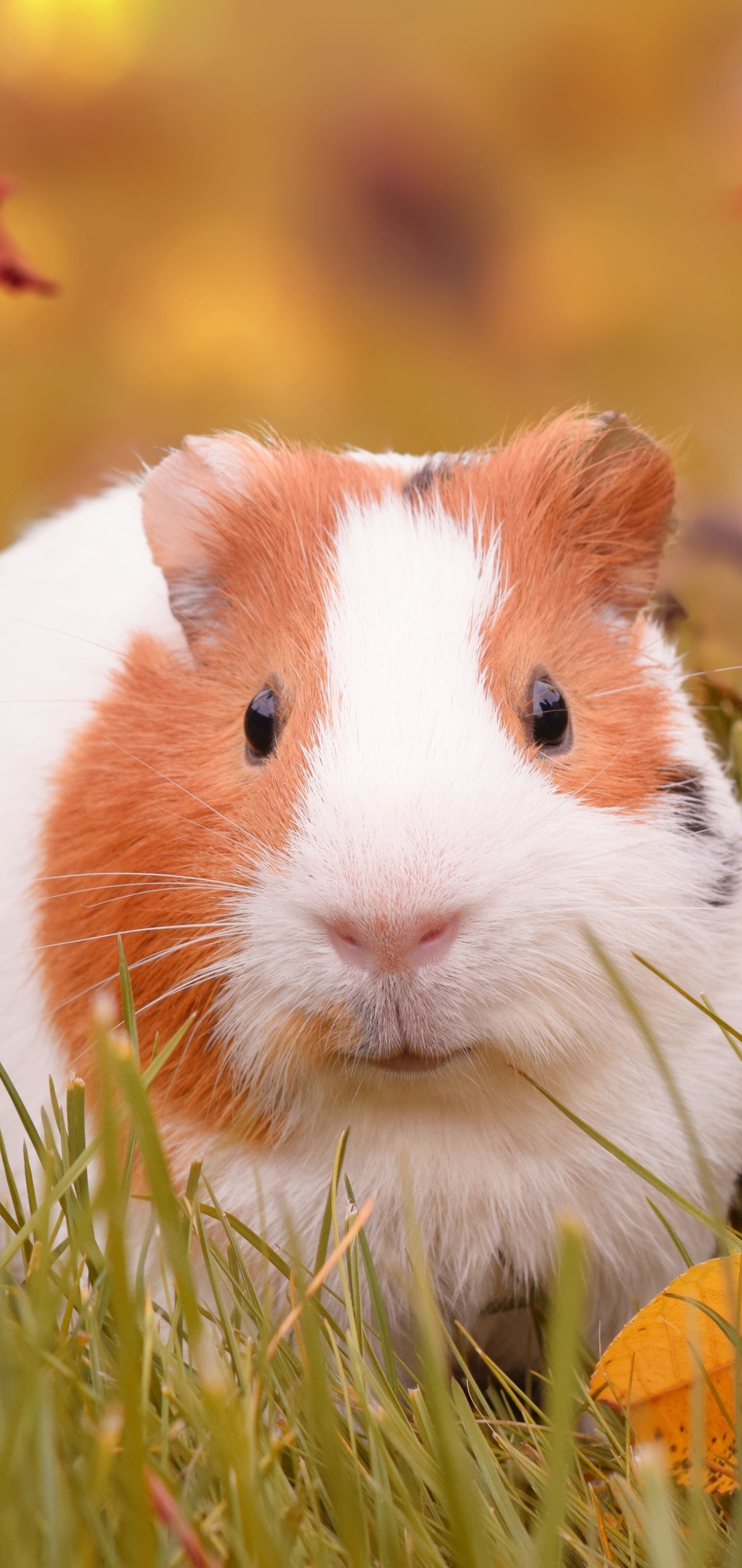 Guinea Pig, Phone wallpaper, Cute mobile background, Piggy cuteness, 1440x3040 HD Phone