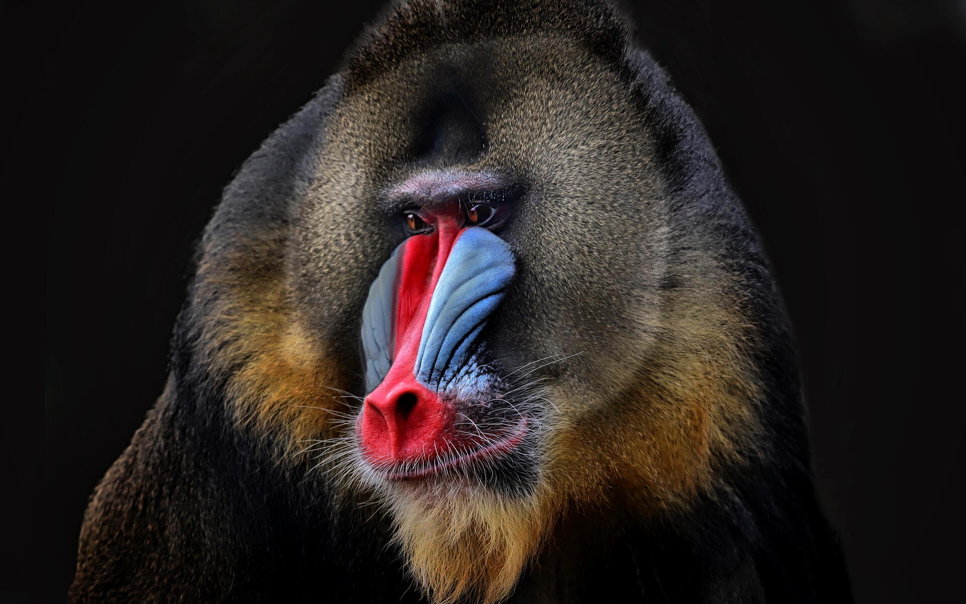 Baboon KDE store, Customized desktop themes, Baboon-inspired aesthetics, Linux charm, 1920x1200 HD Desktop