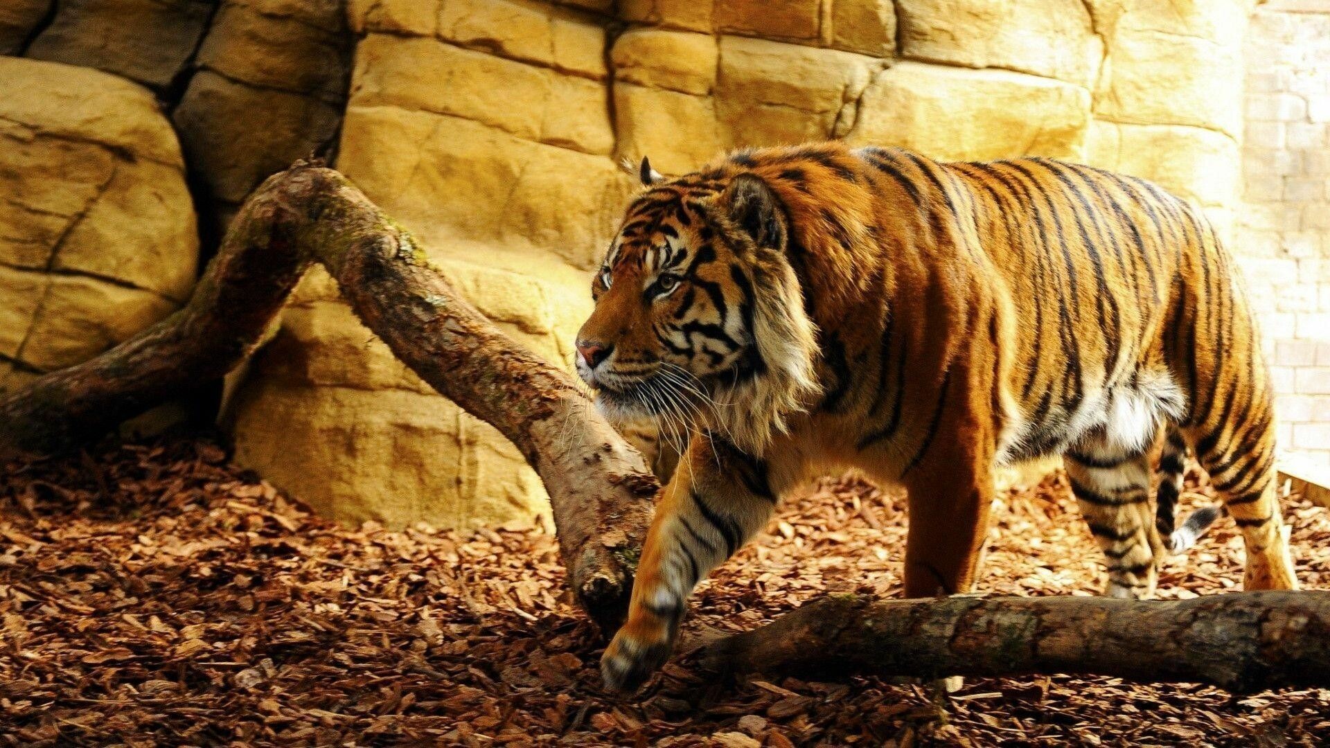 Best tiger visuals, Stunning tiger photography, 1920x1080 Full HD Desktop