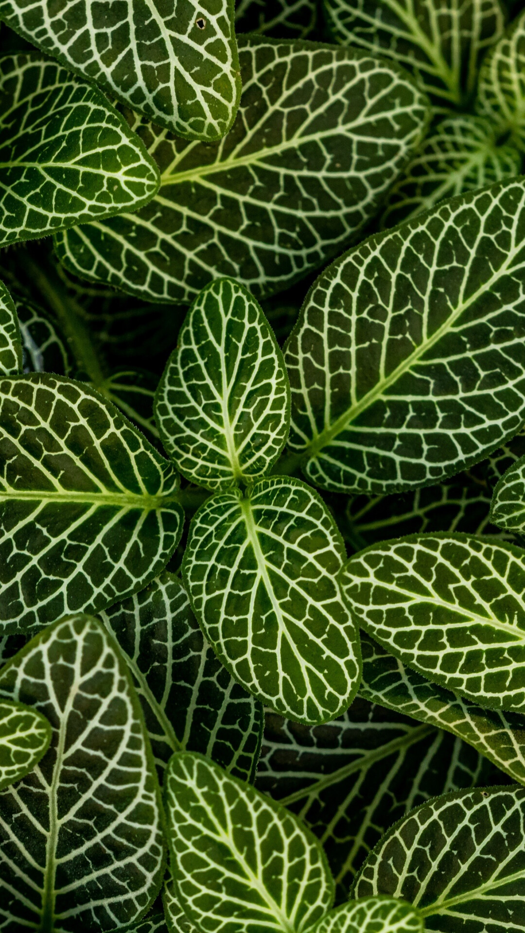 Green leaf wallpapers, Vibrant nature, 1080x1920 Full HD Phone