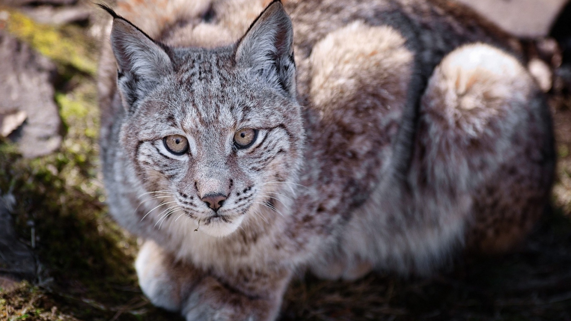 Lynx, Animal wallpapers, Stunning visual, Wallpaper's charm, 1920x1080 Full HD Desktop