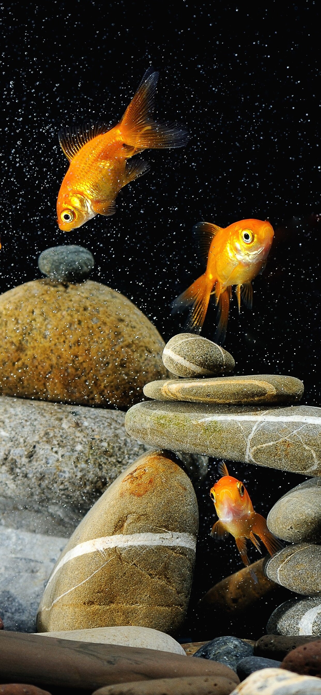 Gold Fish, Vibrant wallpaper selection, Stunning backgrounds, Nature's beauty, 1250x2690 HD Phone