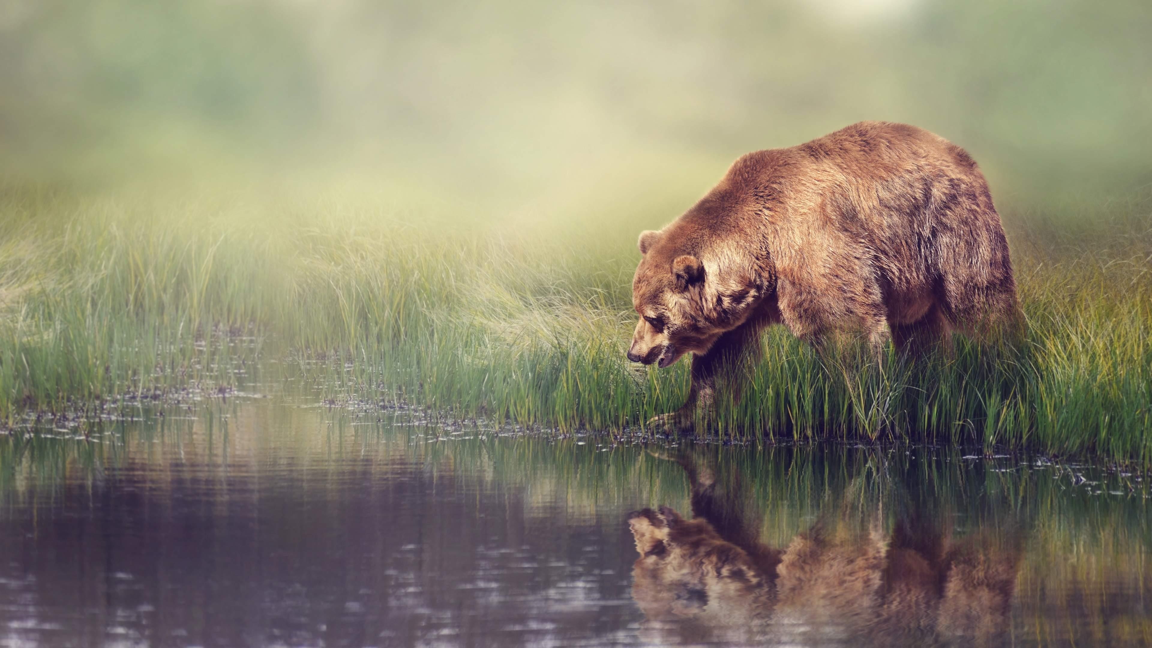 Reflection, Grizzly Bears Wallpaper, 3840x2160 4K Desktop