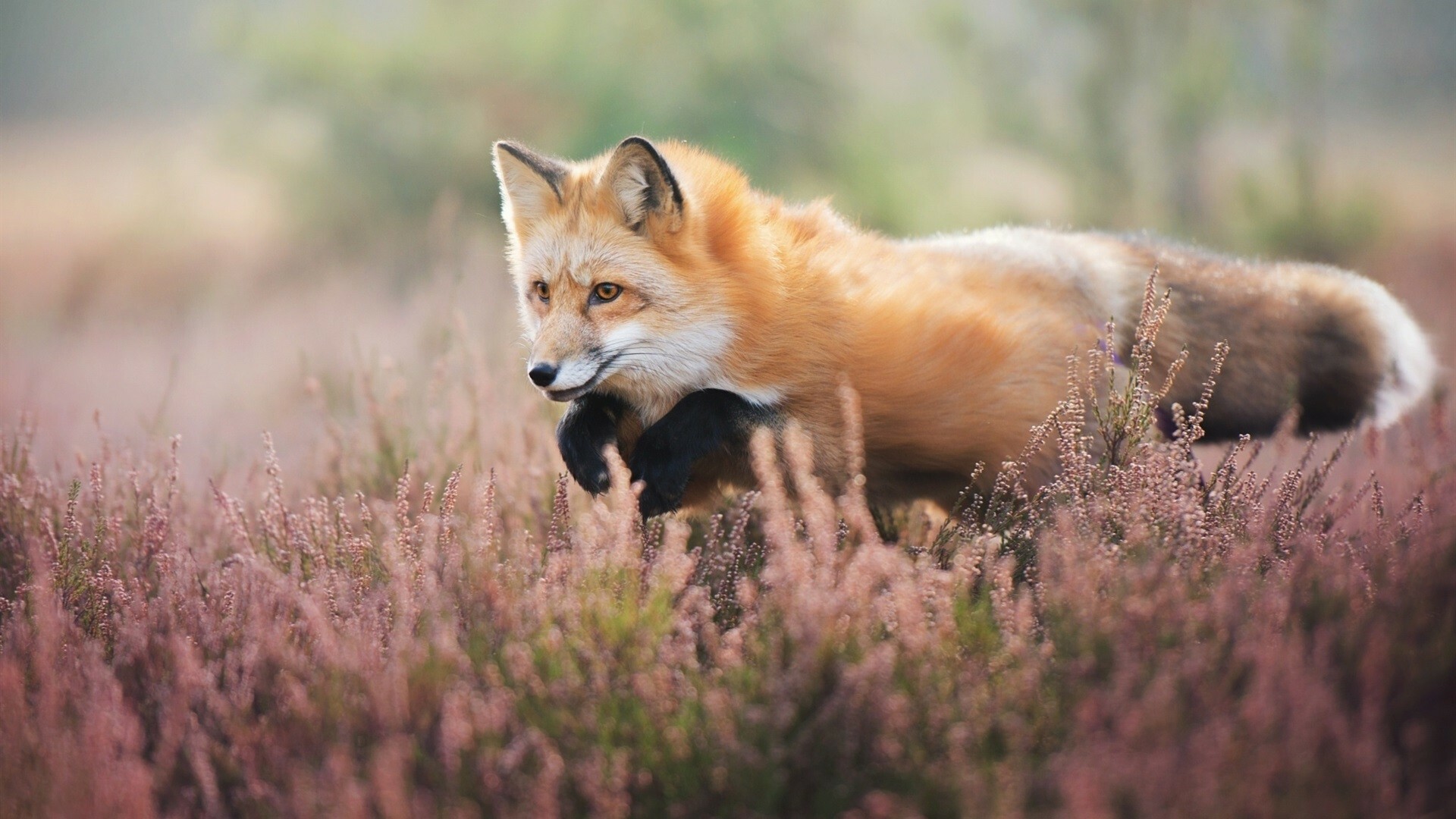 Fox portraits, Mysterious gaze, Photogenic subjects, Animal kingdom, 1920x1080 Full HD Desktop