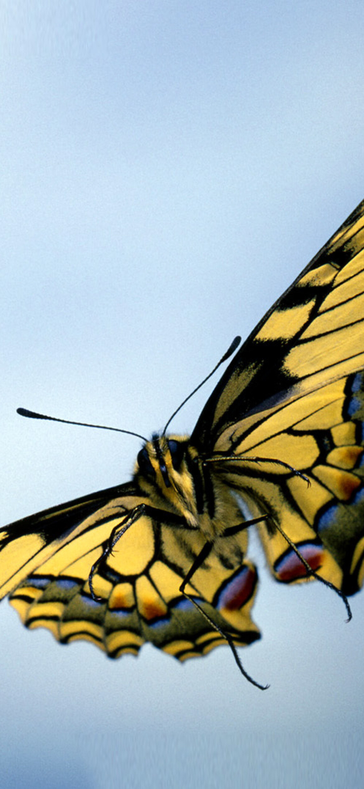 Papilio machaon, Butterflies Wallpaper, 1170x2540 HD Phone