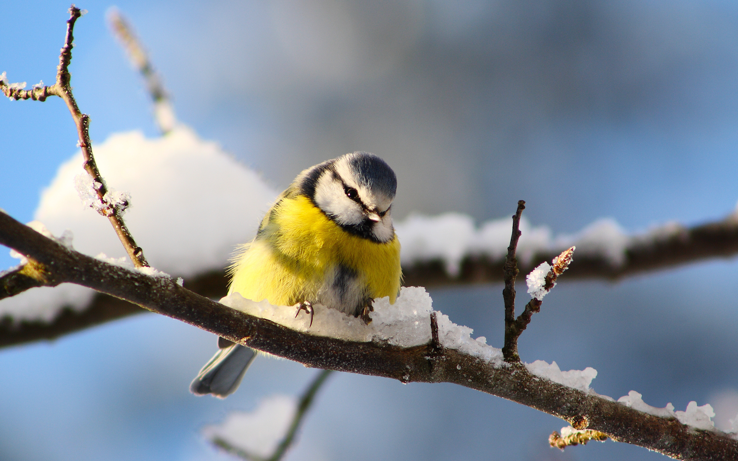 Titmouse wallpaper, Free, Bird, Nature, 2560x1600 HD Desktop