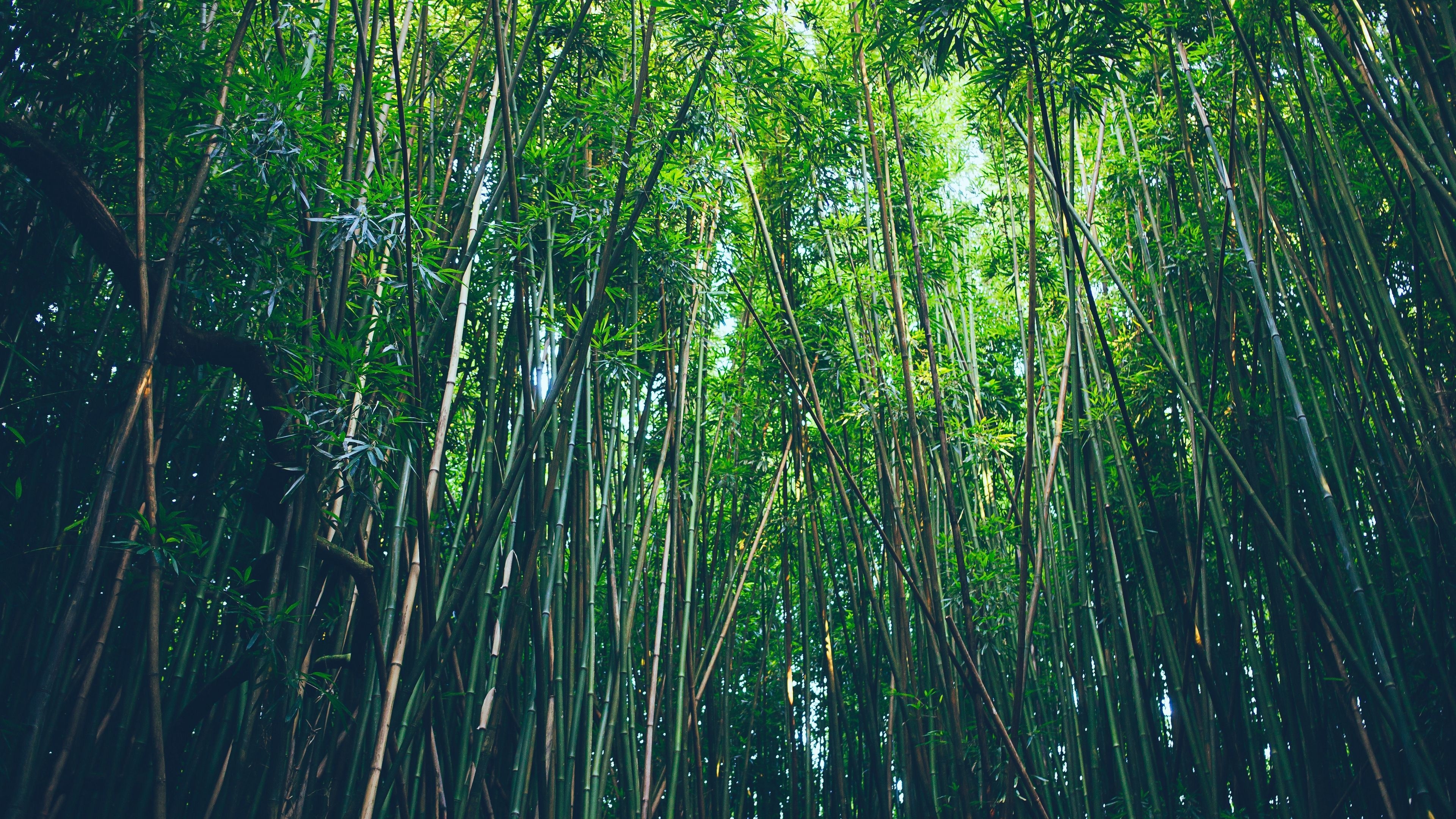 Bamboo forest in 4k, Nature's beauty, Tranquil scenery, Serene greenery, 3840x2160 4K Desktop