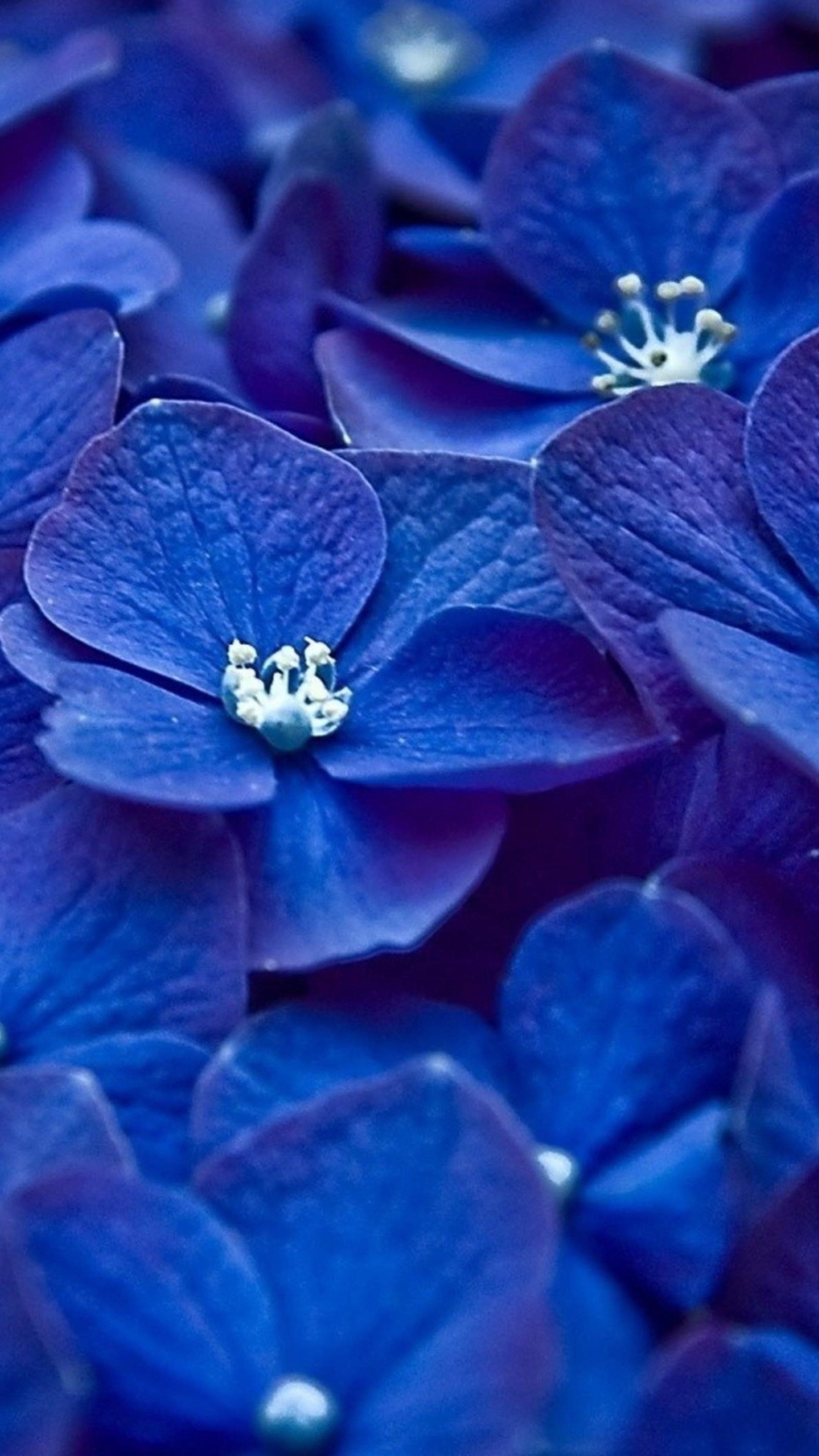 Blooming, Hydrangea Wallpaper, 2160x3840 4K Phone