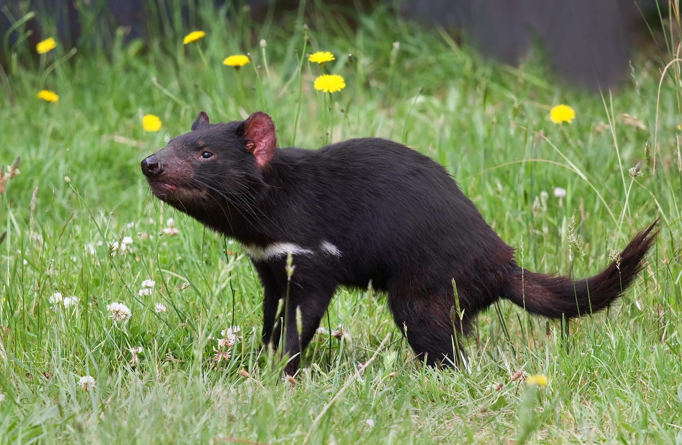 Tasmanian Devil wallpapers, Animal, Devil pictures, HQ, 2200x1440 HD Desktop