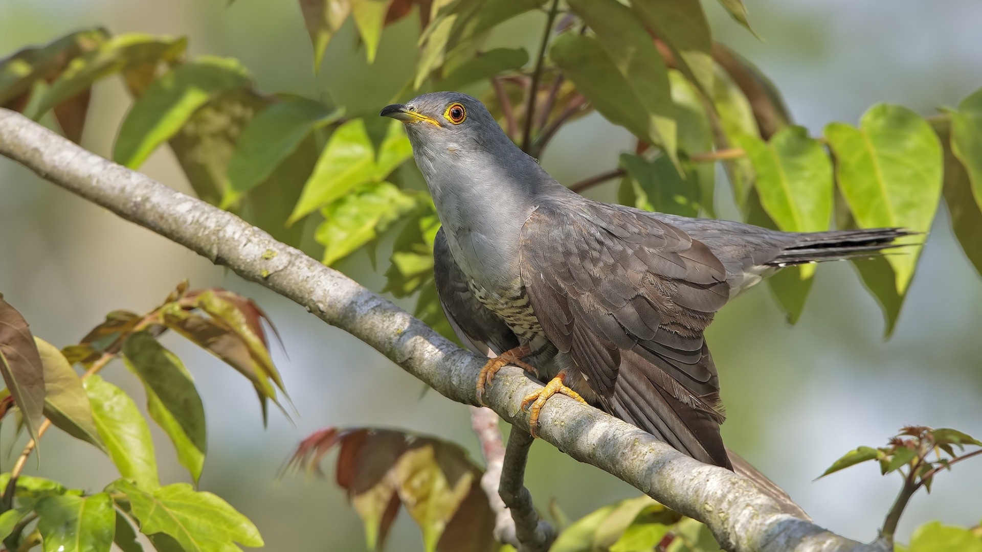 Graphic cuckoo wallpapers, Artistic avian, Nature-inspired, Aesthetic delight, 1920x1080 Full HD Desktop