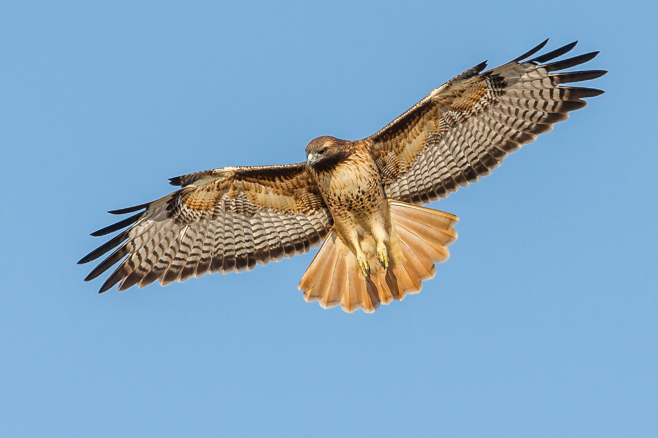 Red tailed hawk, Adaptation, Animal characteristics, 2140x1430 HD Desktop