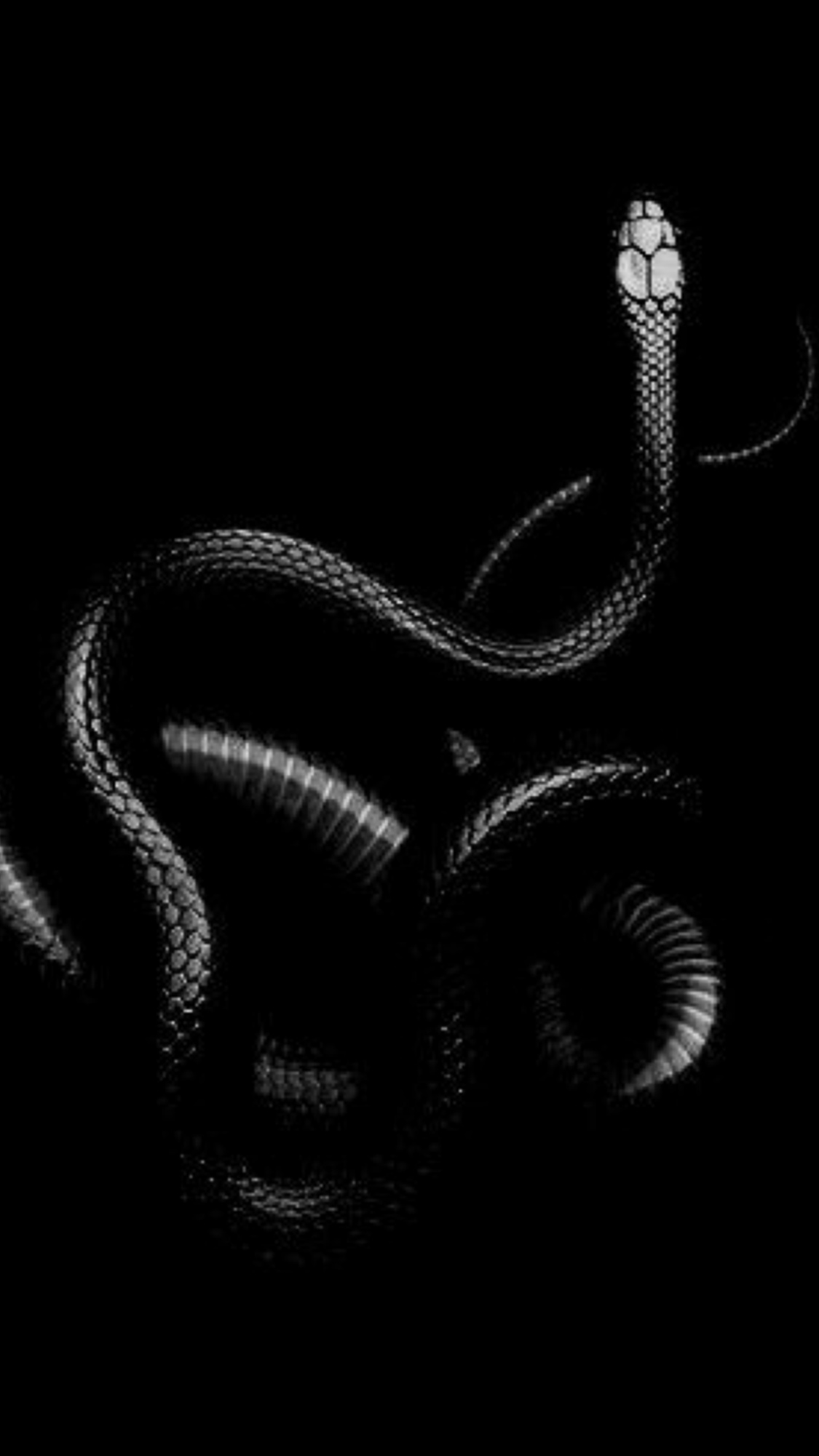 Segovia Amil's pin, Mesmerizing beauty, Serpent's allure, Striking visuals, 1130x2010 HD Phone