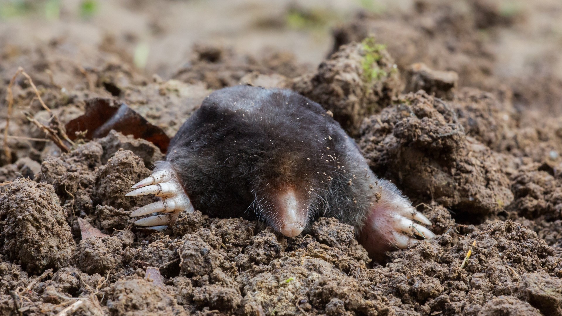 Mole habitat, Mole behavior, Mole conservation, Mole ecosystem, 1920x1080 Full HD Desktop