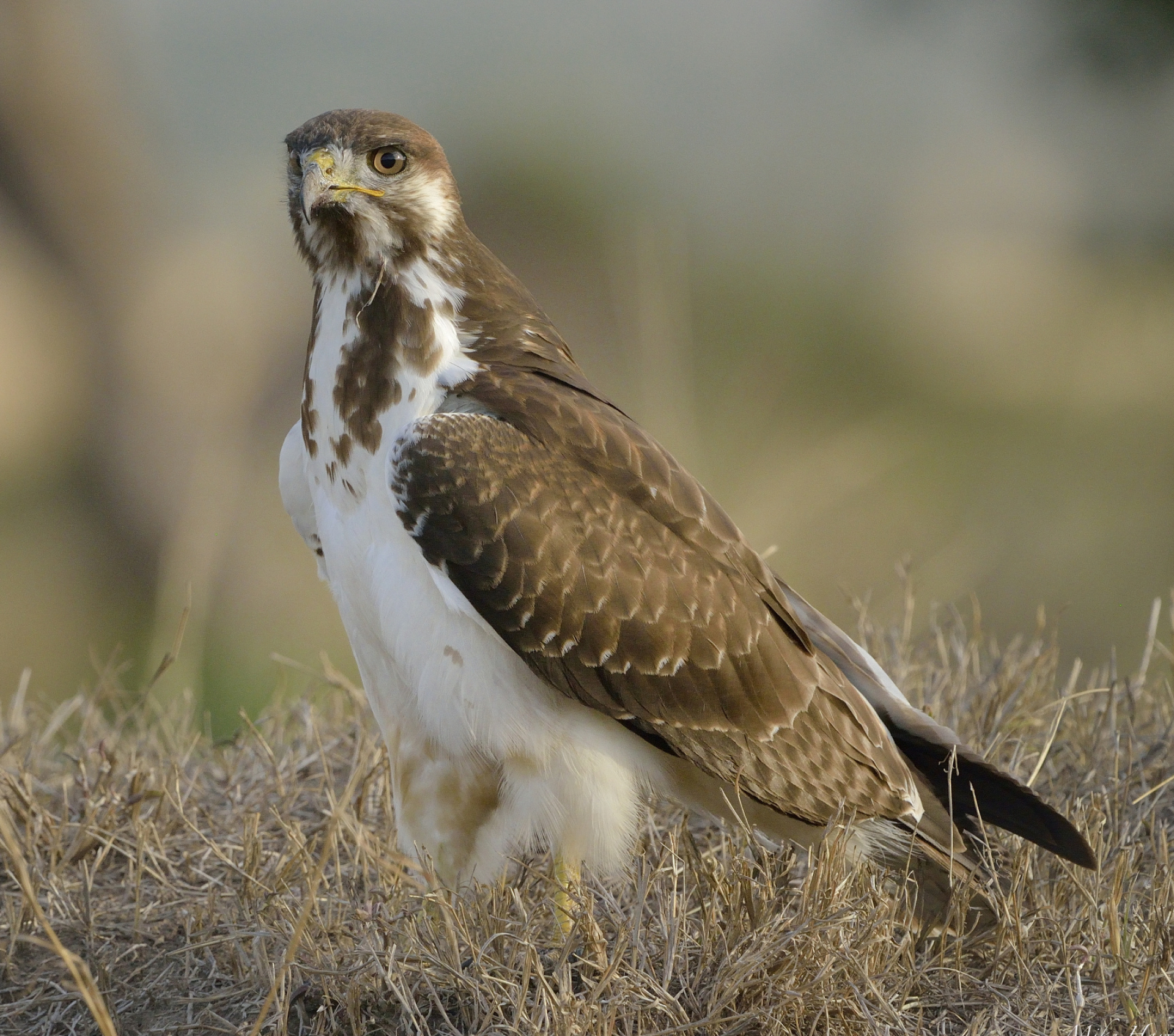 Buzzard (Animal), Fascinating buzzards, Wildlife images, Bird photography, 1920x1700 HD Desktop