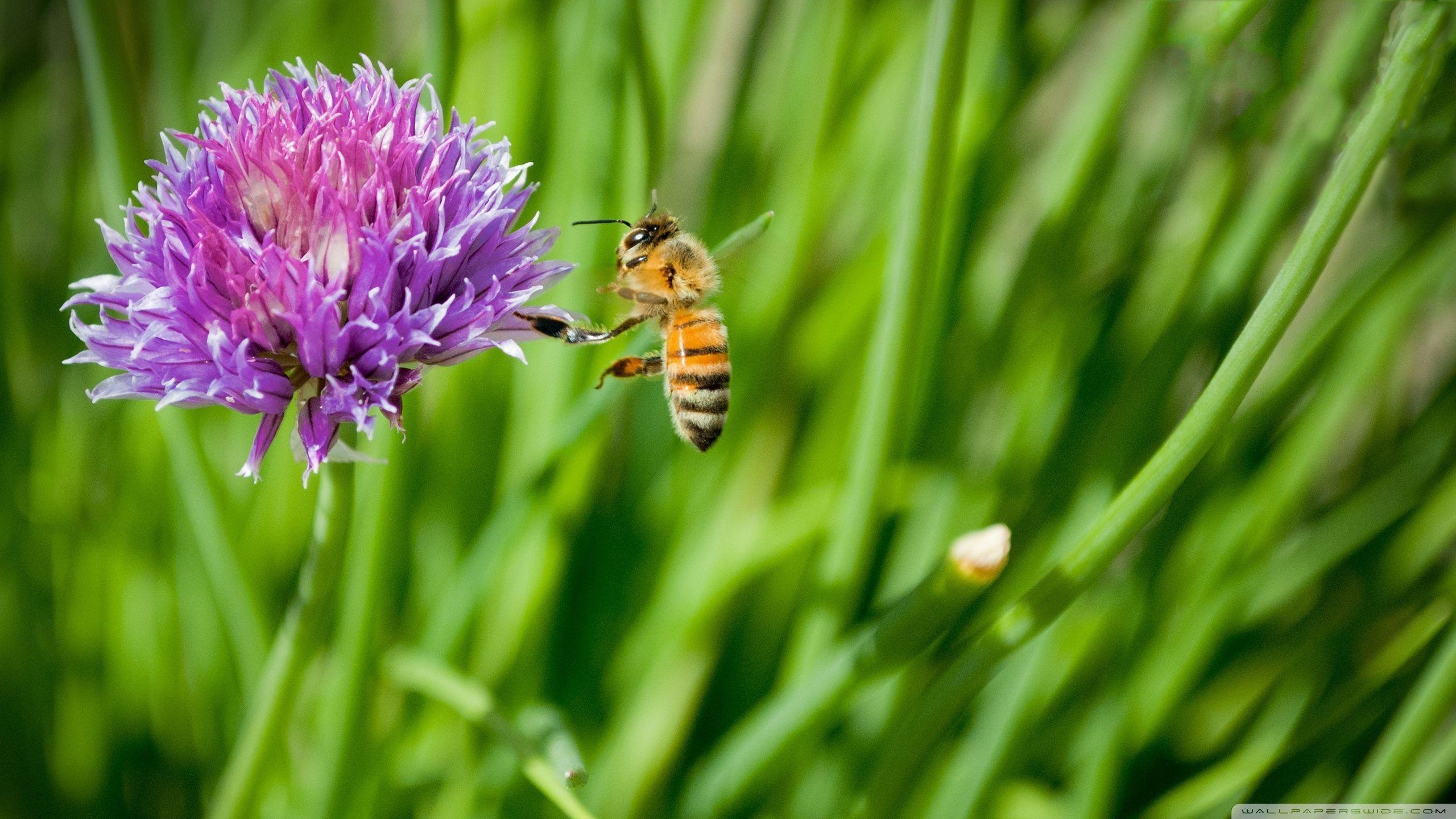 Honey bee wallpapers, HD desktop background, Insect photography, Nature beauty, 2560x1440 HD Desktop