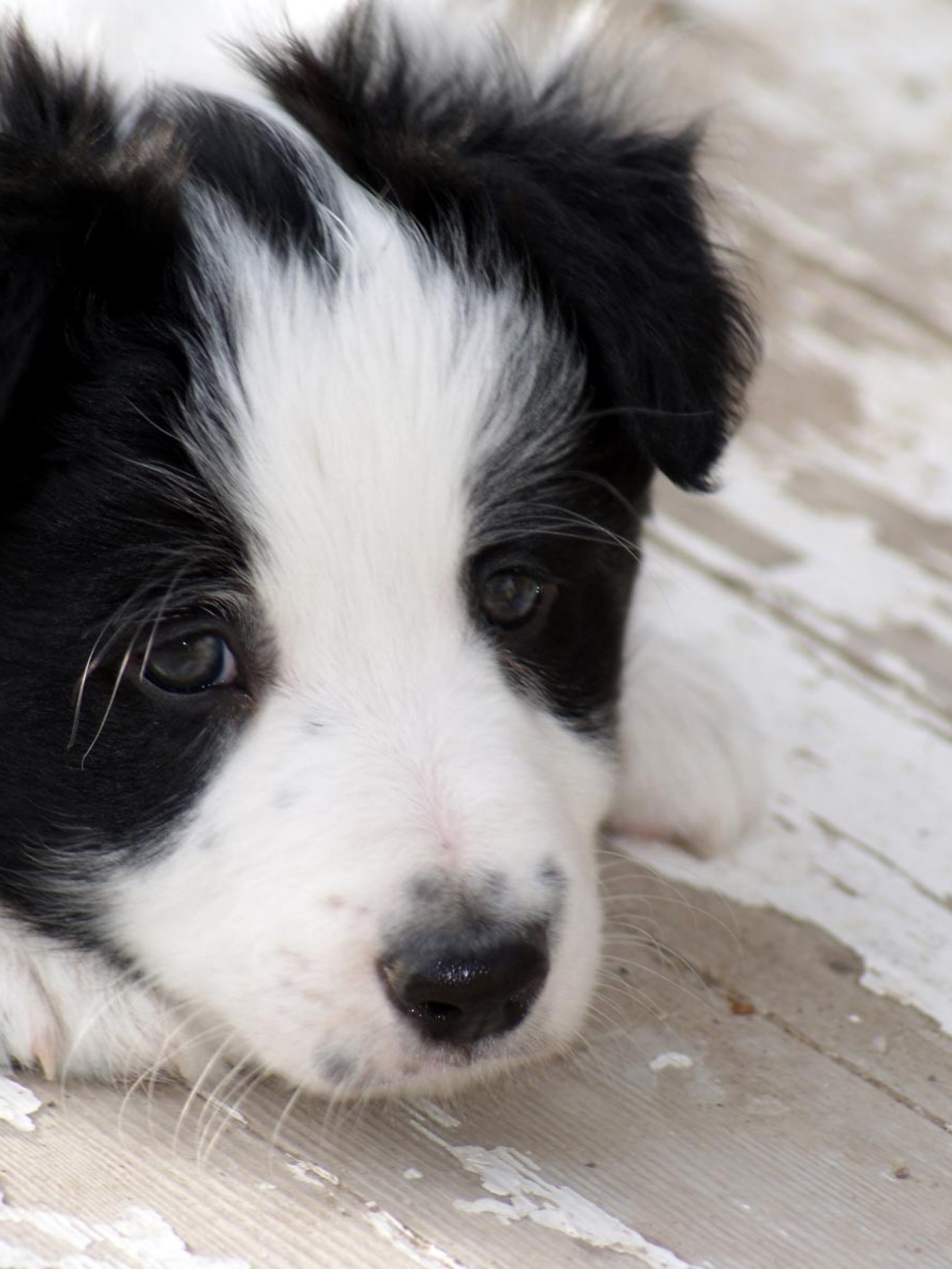 Puppy HD wallpaper, Collie cuteness, Mobile background, Retina display, 1540x2050 HD Phone