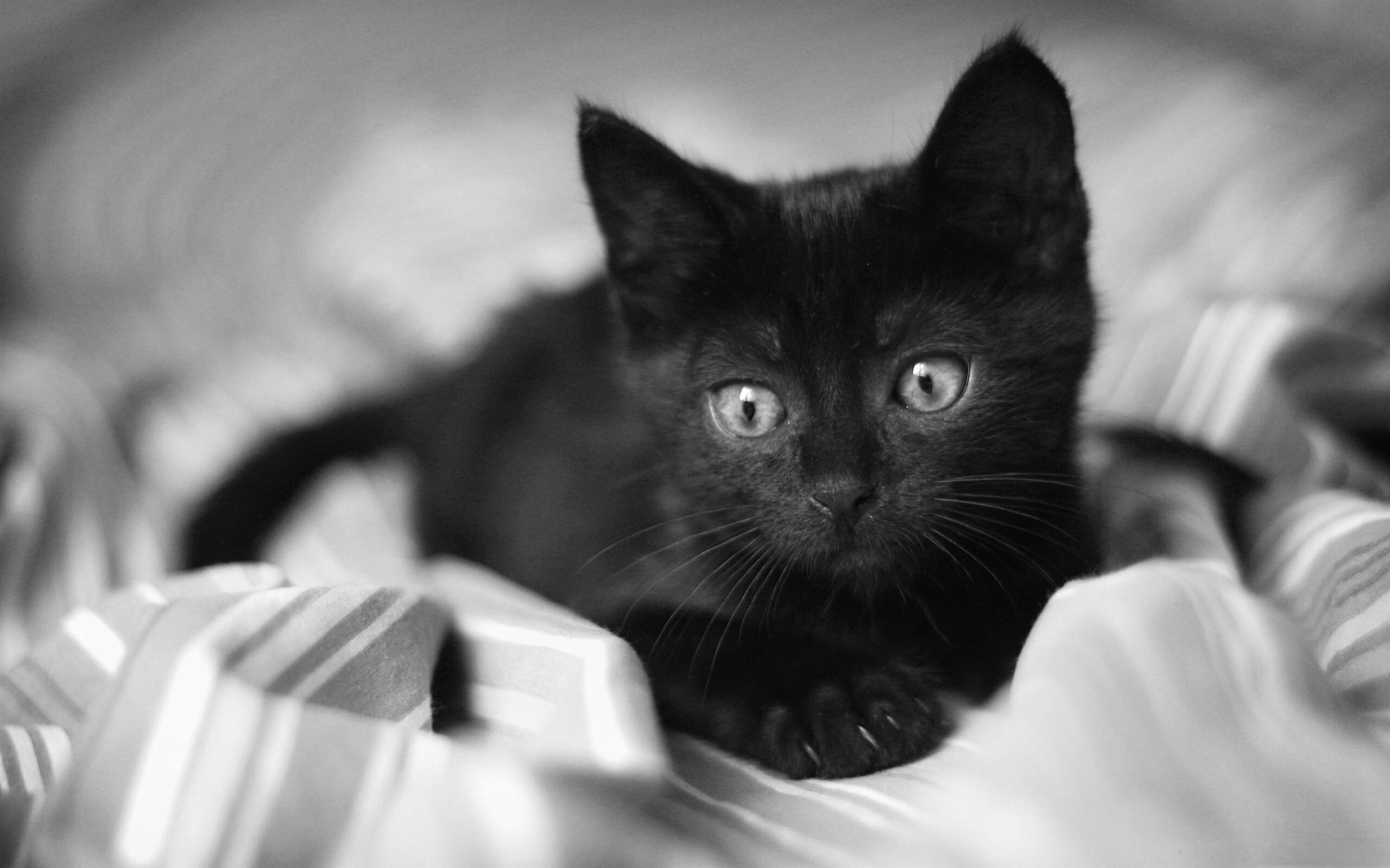 Best kitten, Mac wallpapers, Free HD download, 2560x1600 HD Desktop