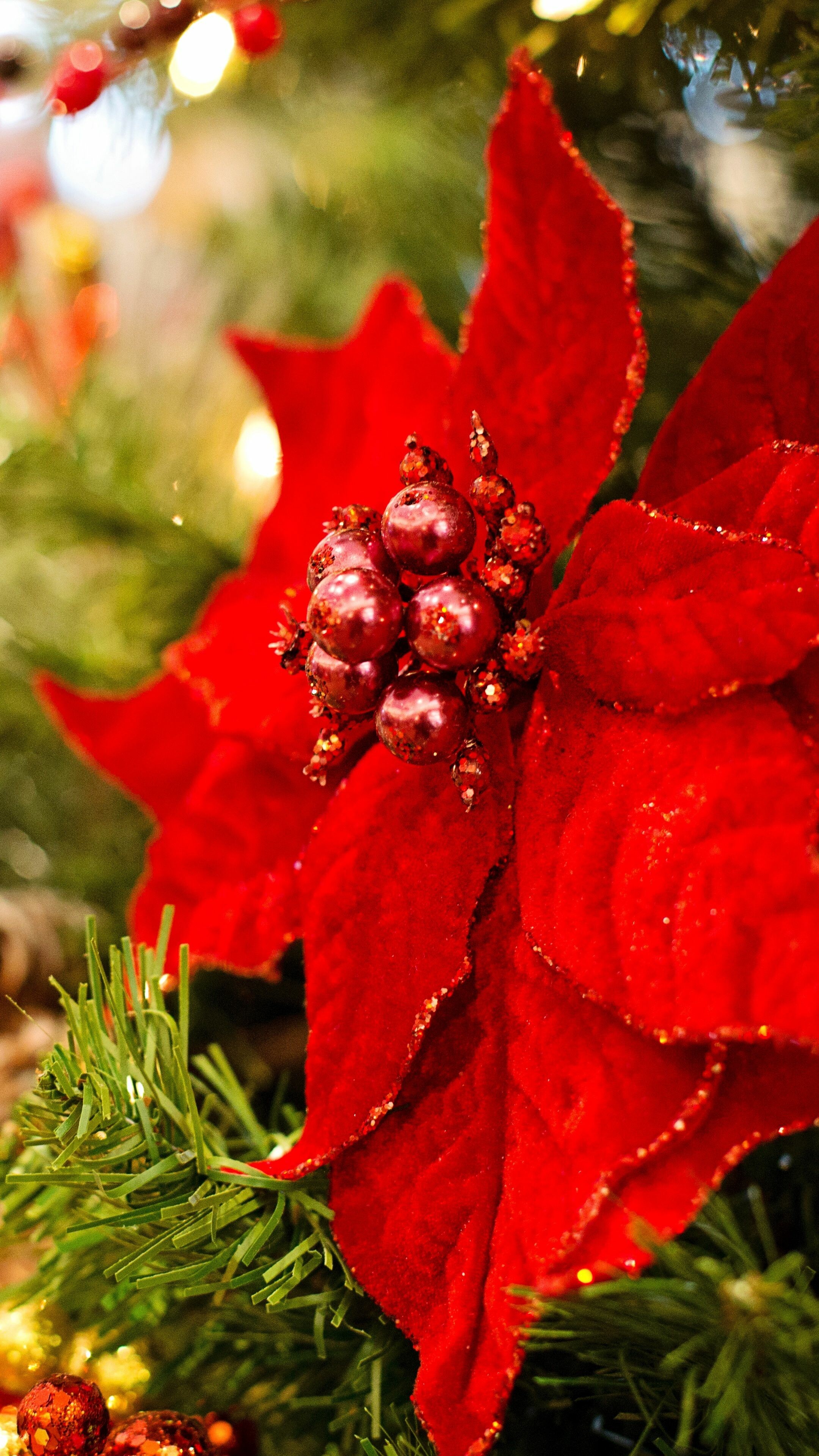 Close-up, Poinsettia Wallpaper, 2160x3840 4K Phone