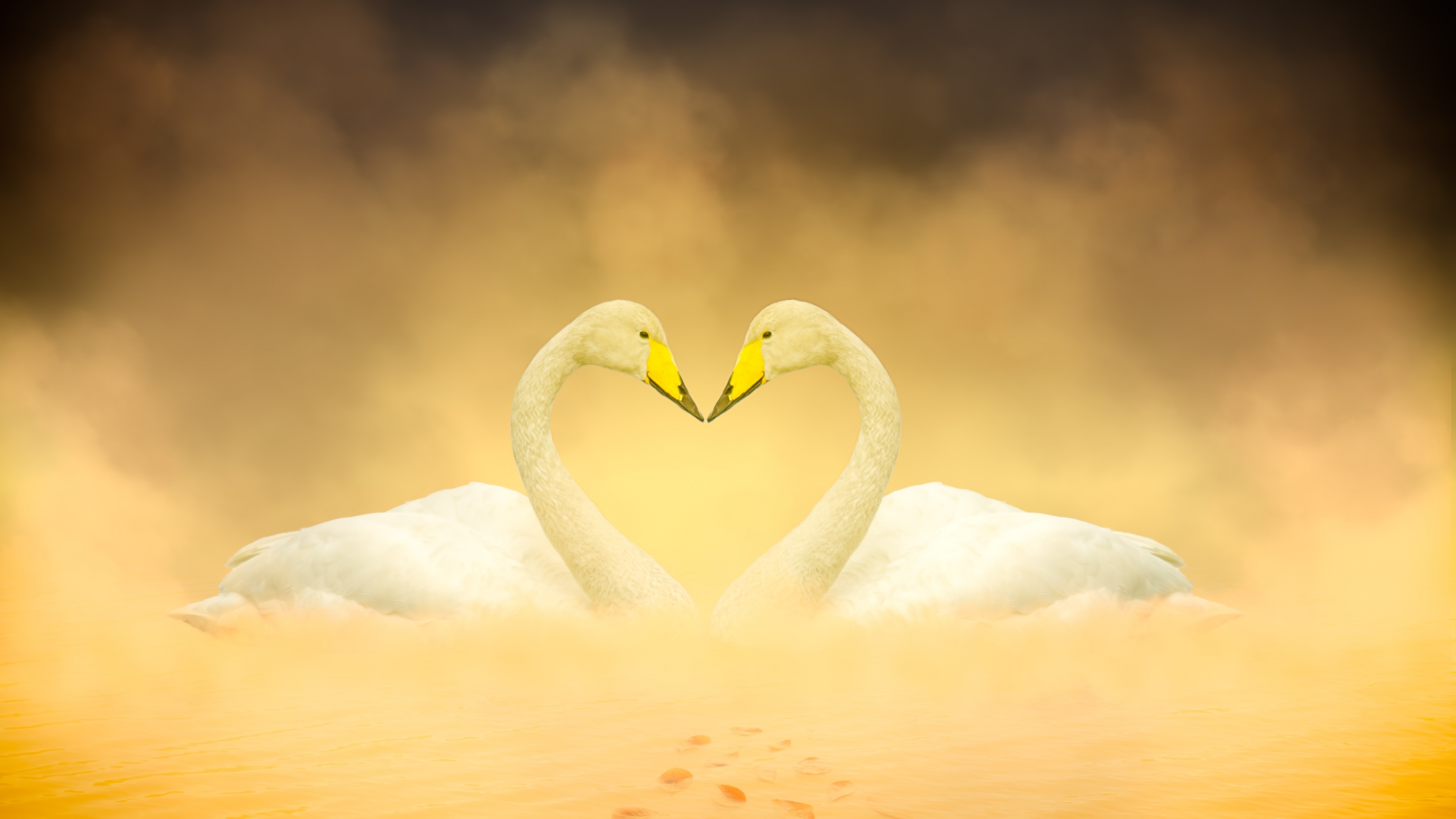 White Swans, Heart Shape Wallpaper, 3840x2160 4K Desktop