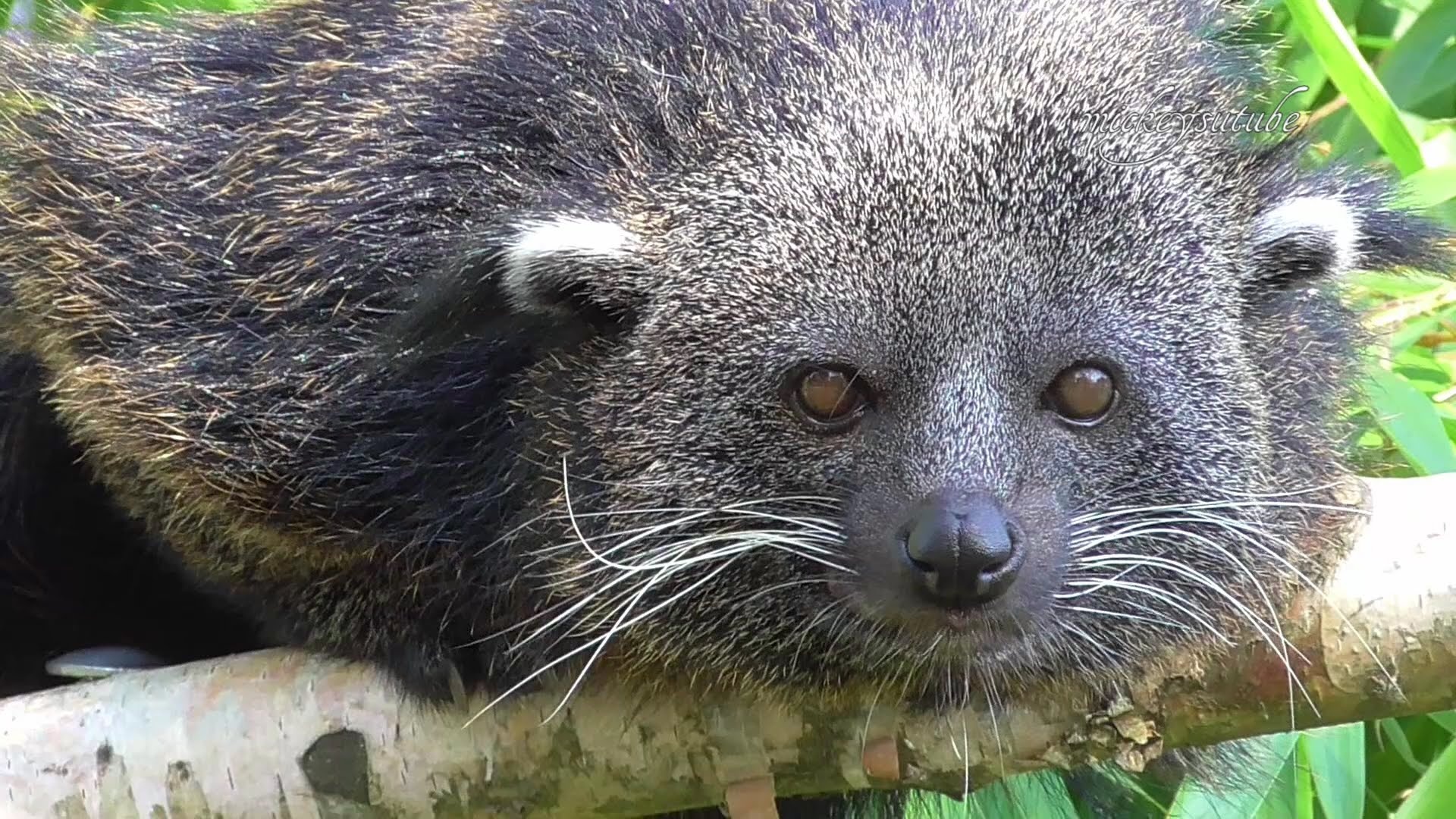 Binturong animal, Brown nature, Free download, Jooinn, 1920x1080 Full HD Desktop