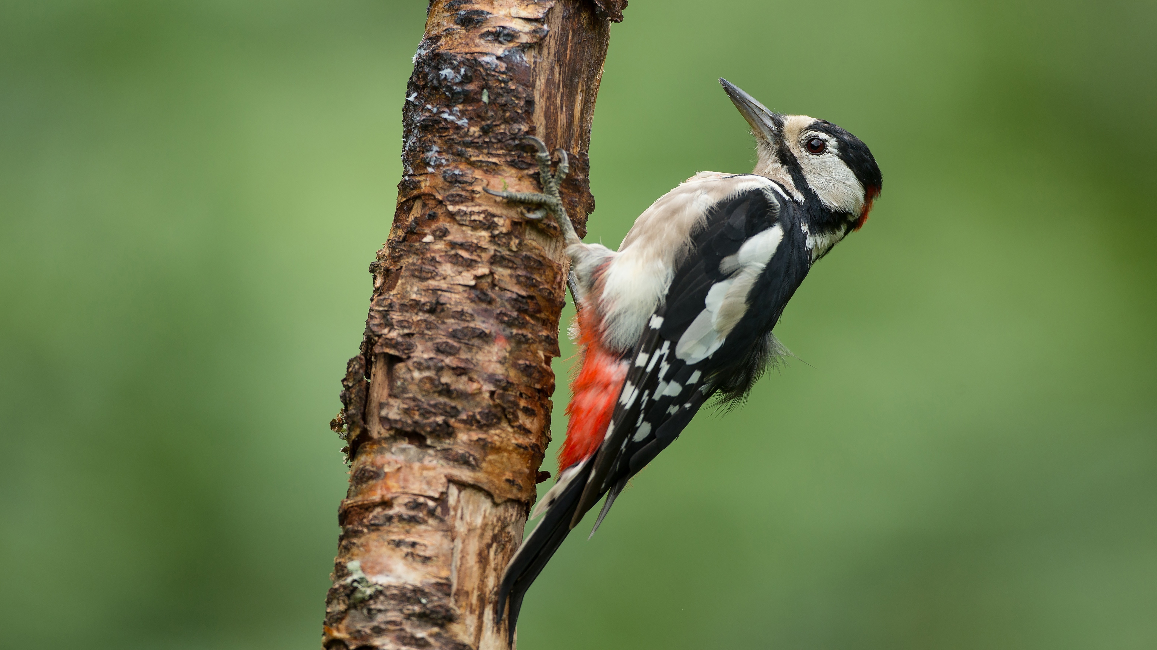 The great spotted, Woodpecker Wallpaper, 3840x2160 4K Desktop