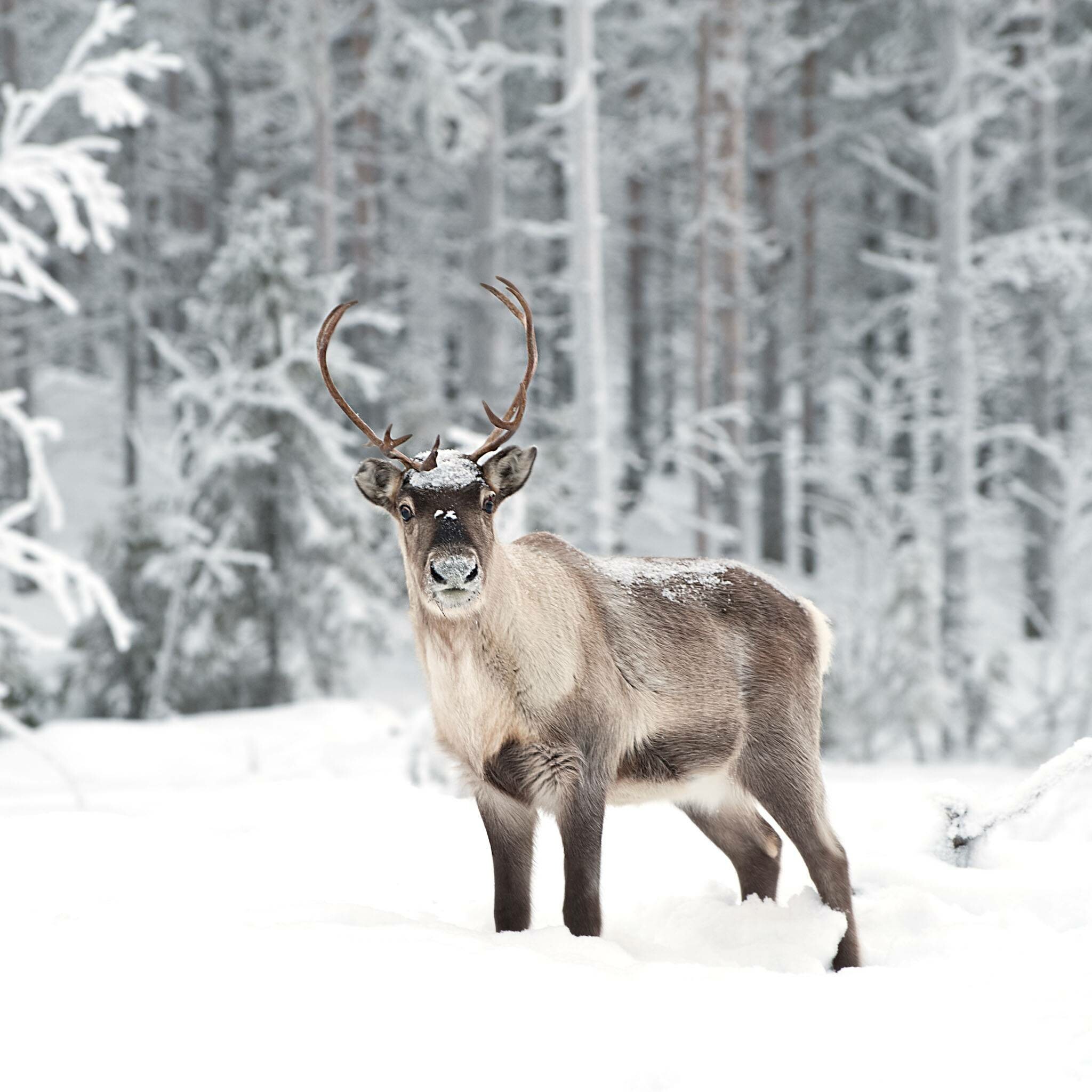 Reindeer wallpapers, Majestic animals, Nature's grace, Stunning backgrounds, 2050x2050 HD Phone