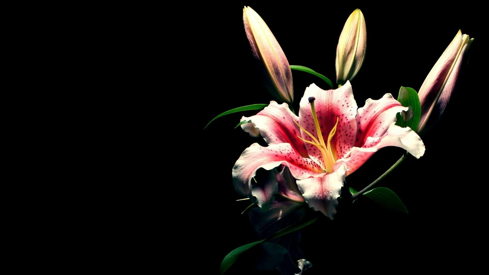 Lily wallpapers, HD desktop backgrounds, Stunning images, Best wallpapers, 1920x1080 Full HD Desktop