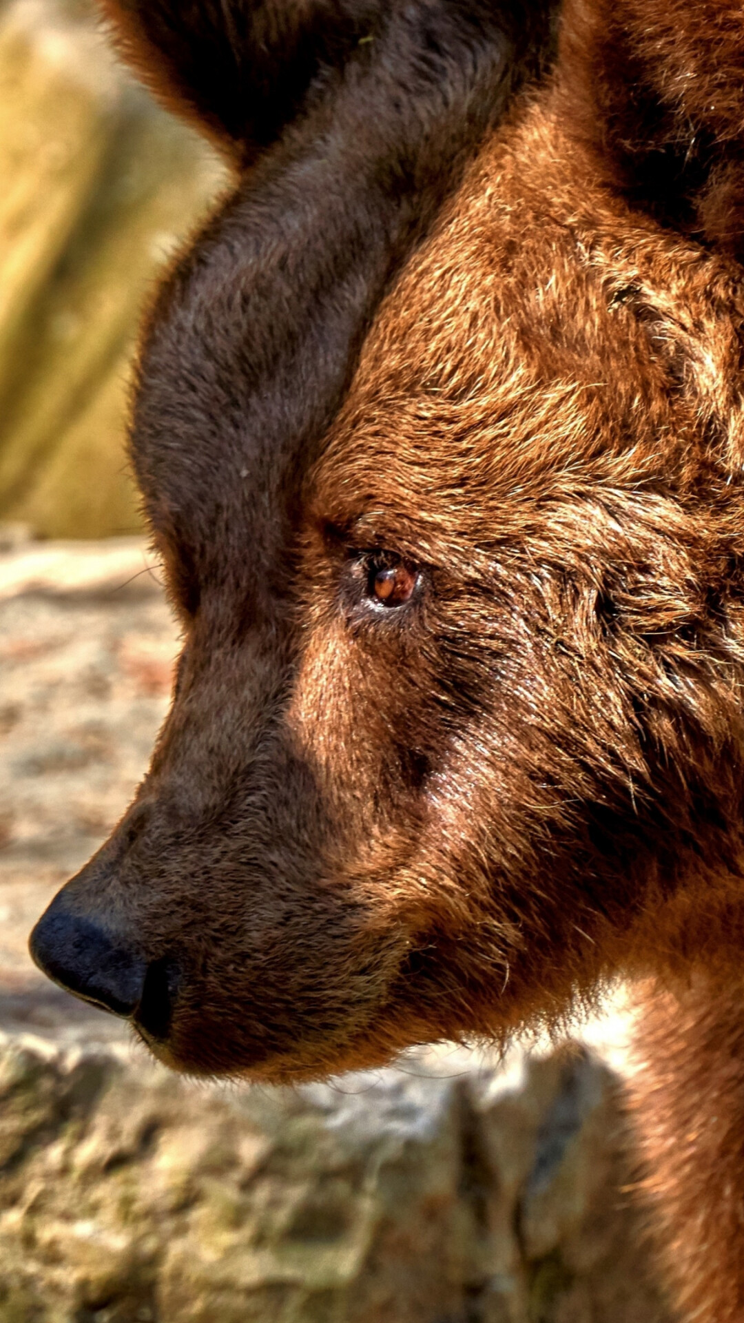 Bear predator, Furry animal, Nature's power, Intense gaze, 1080x1920 Full HD Phone