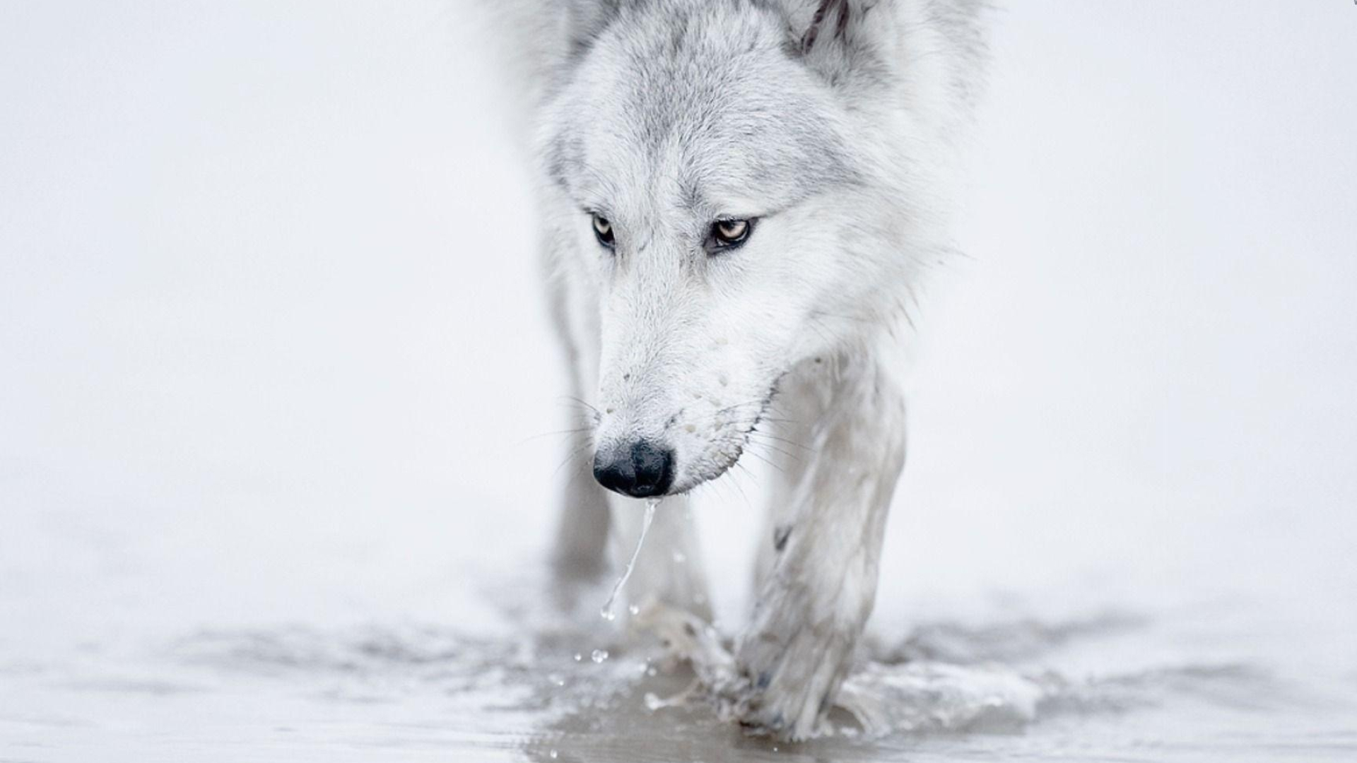 White wolf, Ice Wolf Wallpaper, 1920x1080 Full HD Desktop