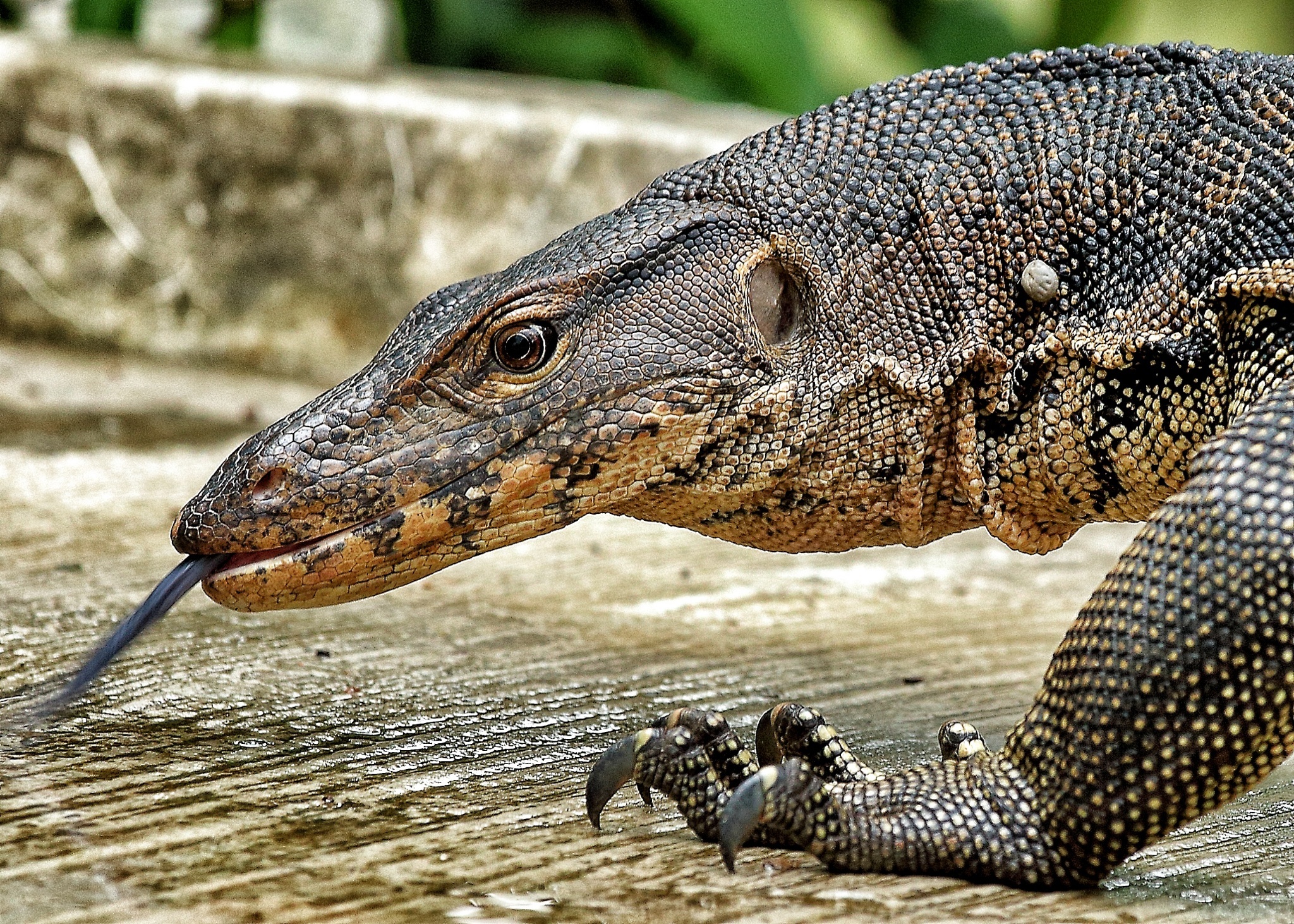 Monitor lizard animal pictures, 2050x1470 HD Desktop