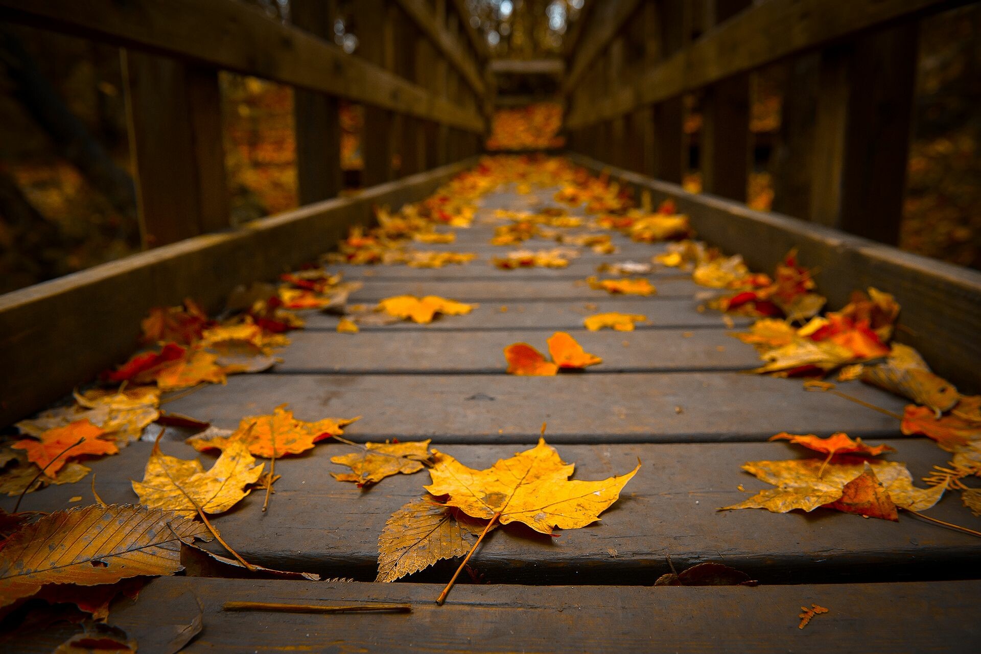 Autumn leaves, Fall vibes, Scenic boardwalk, Nature's tapestry, 1920x1280 HD Desktop