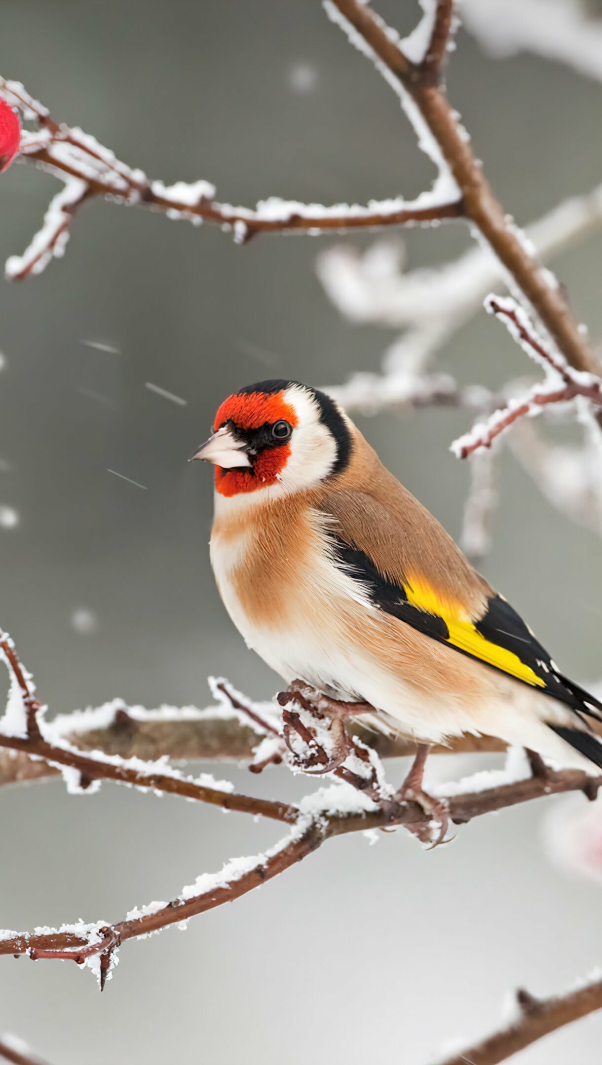 European goldfinch, Birds Wallpaper, 1220x2160 HD Phone