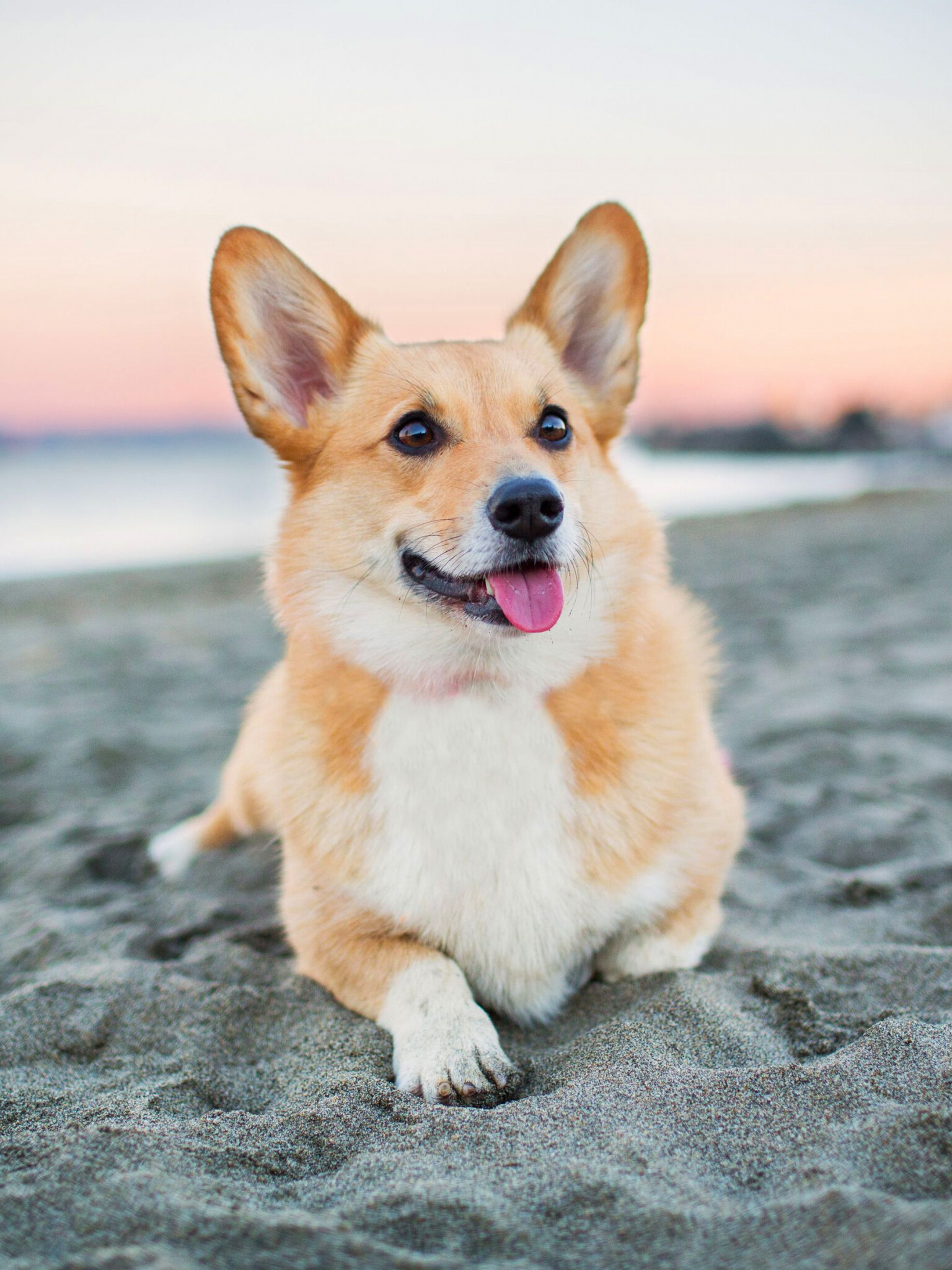 Beach, Corgis Wallpaper, 1540x2050 HD Phone