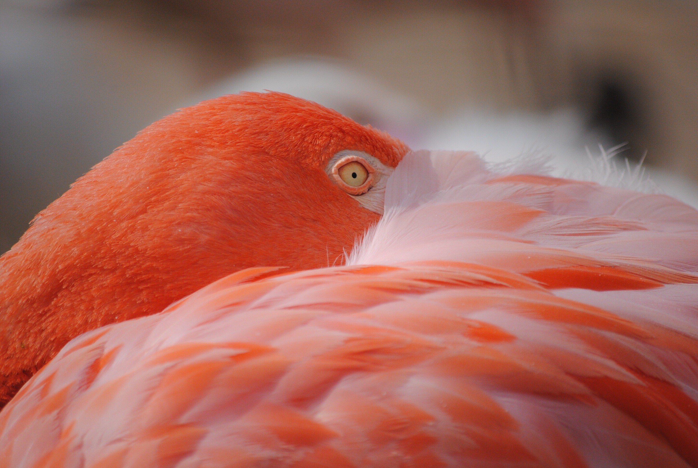 Flamingo wallpaper, High-quality stock photo, Awe-inspiring beauty, Free to use, 2900x1950 HD Desktop