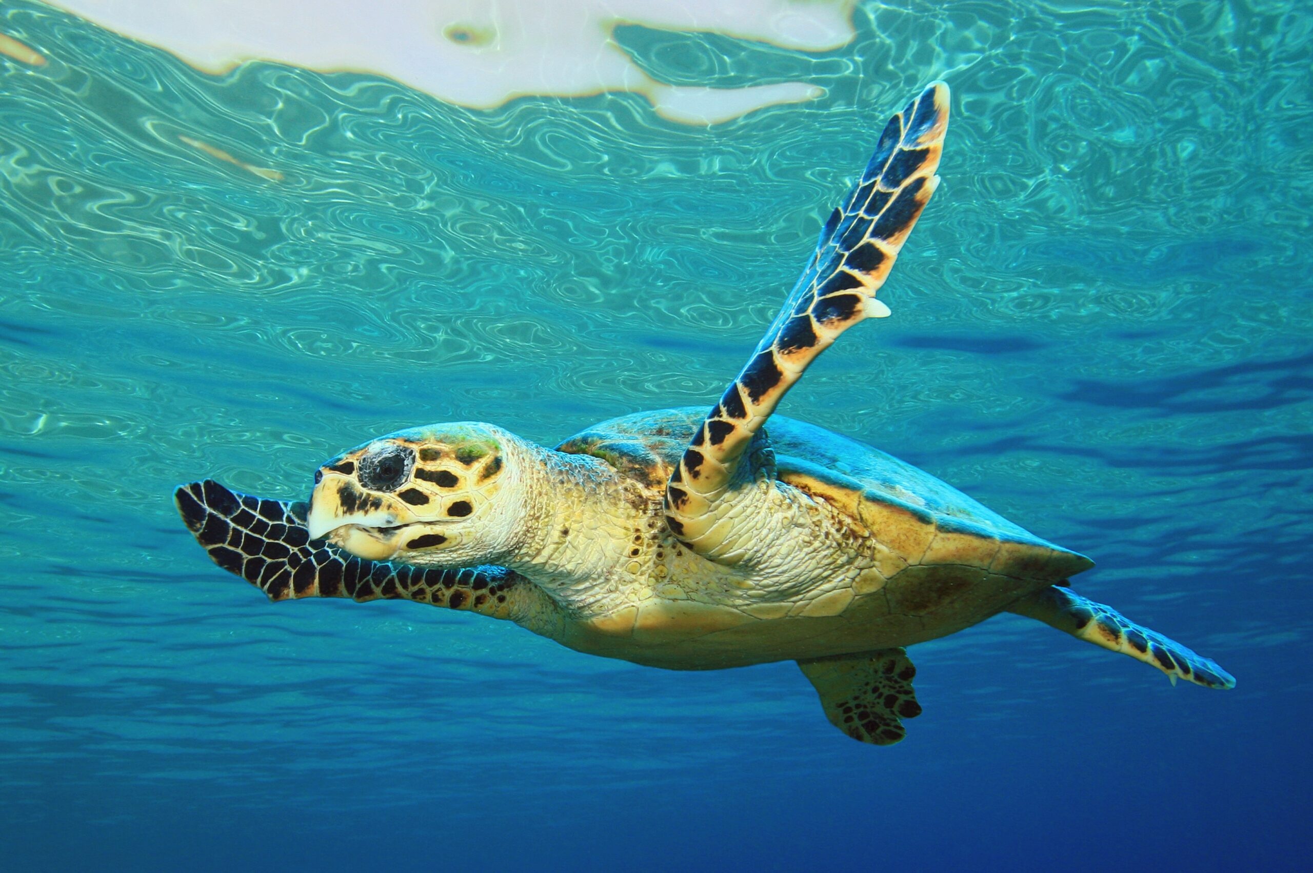 Death trap, Sea turtles, Coast of France, Sea turtle, 2560x1710 HD Desktop