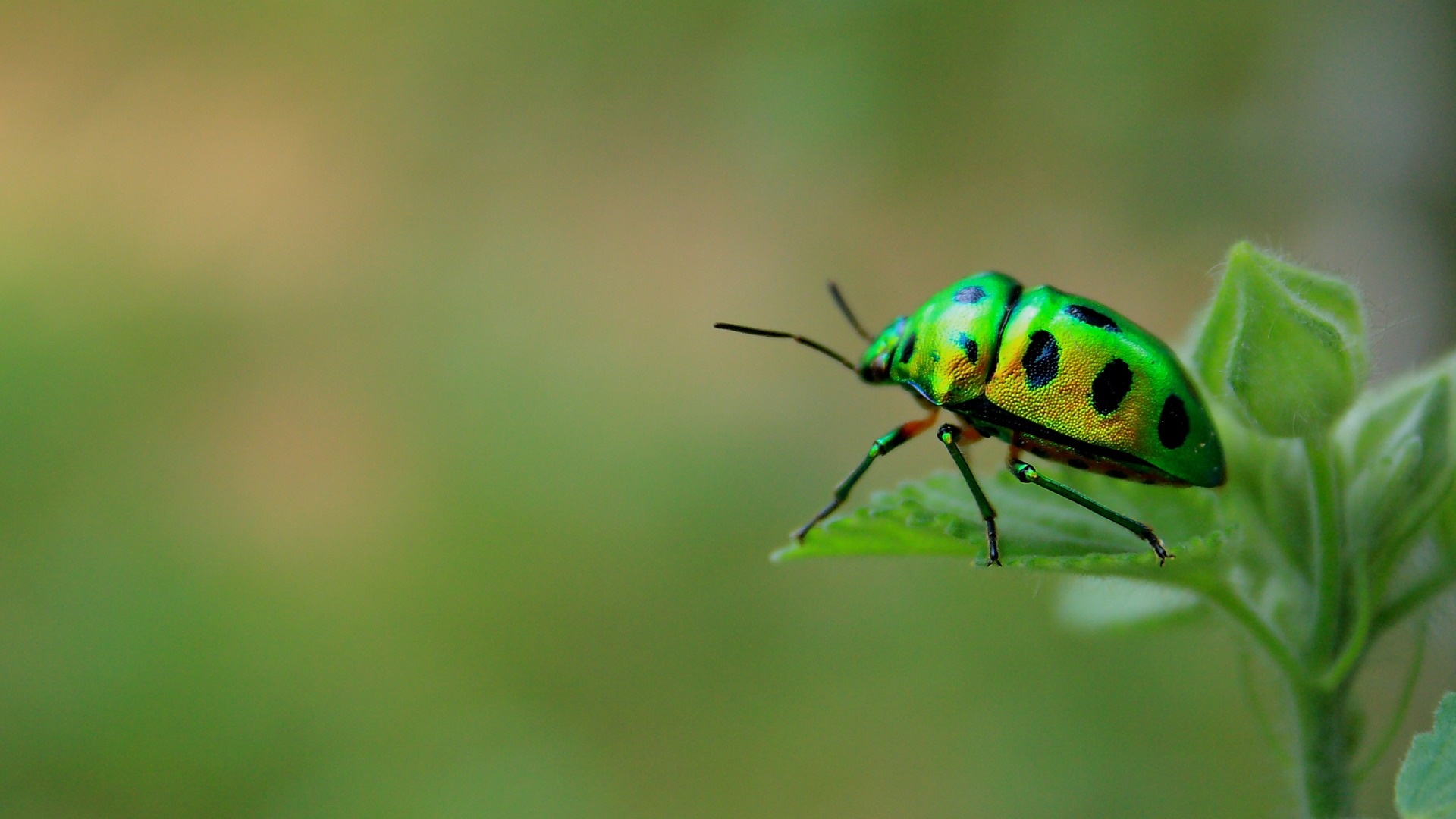 Beetle, Green beetle, Kde store, Animal, 1920x1080 Full HD Desktop