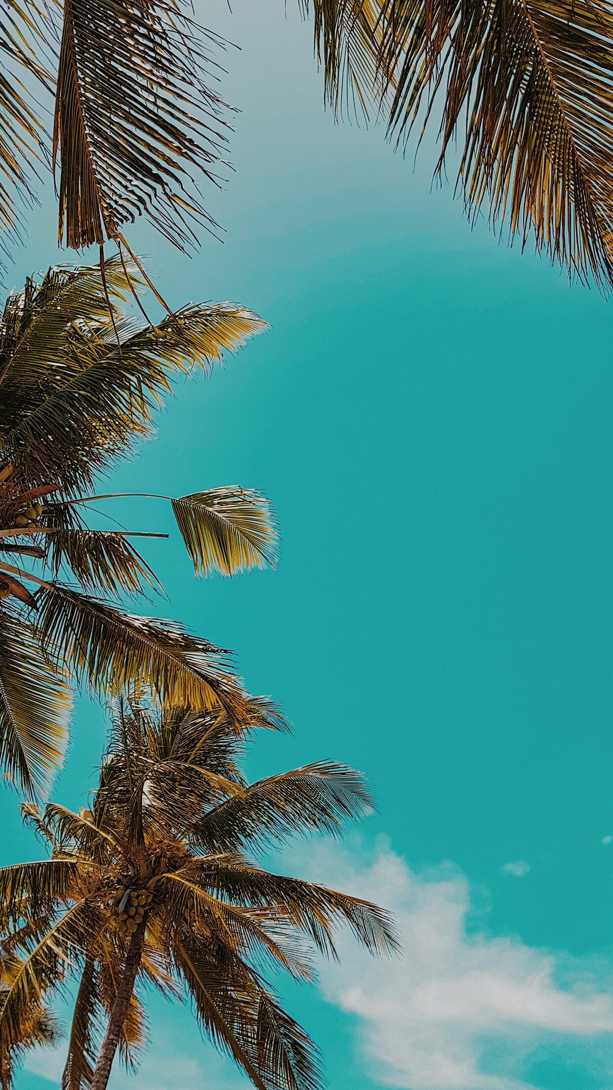 Palm tree iPhone wallpapers, Beach vibes, Tropical escape, Relaxing getaway, 1250x2210 HD Phone