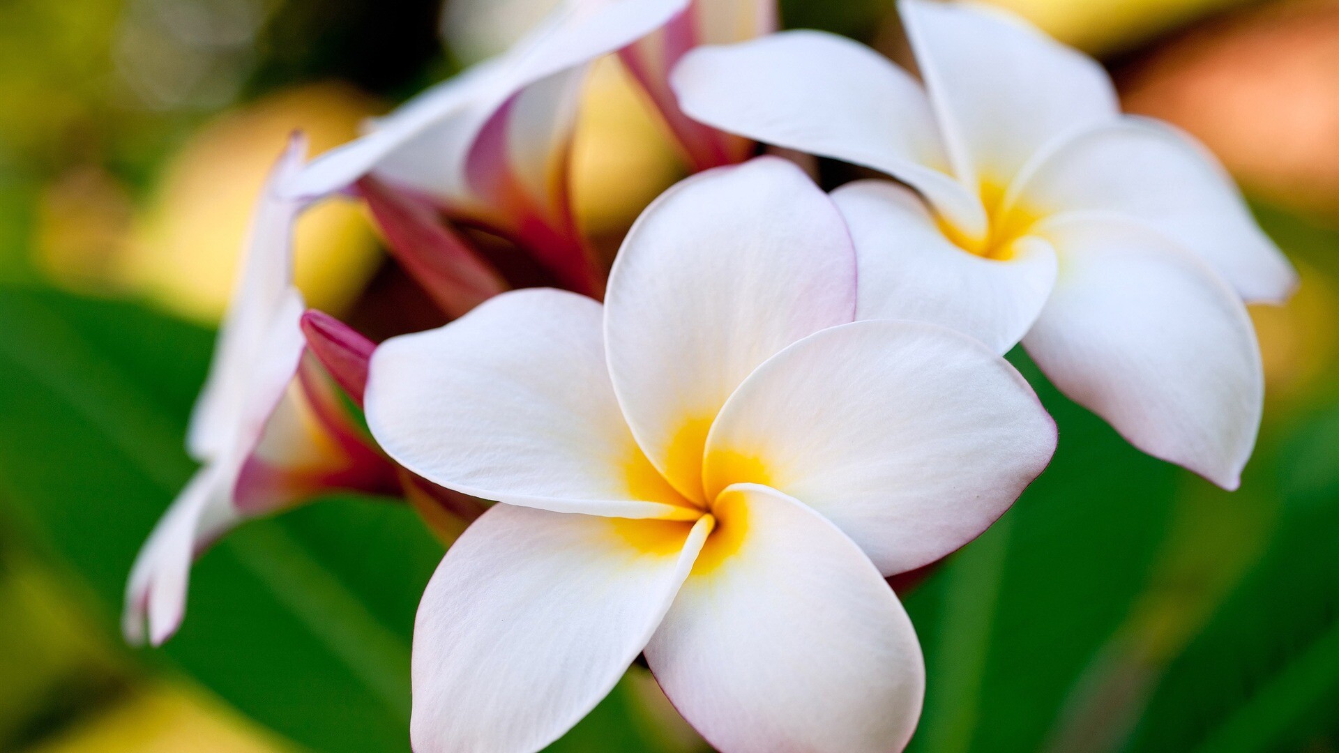 Frangipani plumeria, Fanpop wallpaper, Tropical delight, Exotic fragrance, 1920x1080 Full HD Desktop