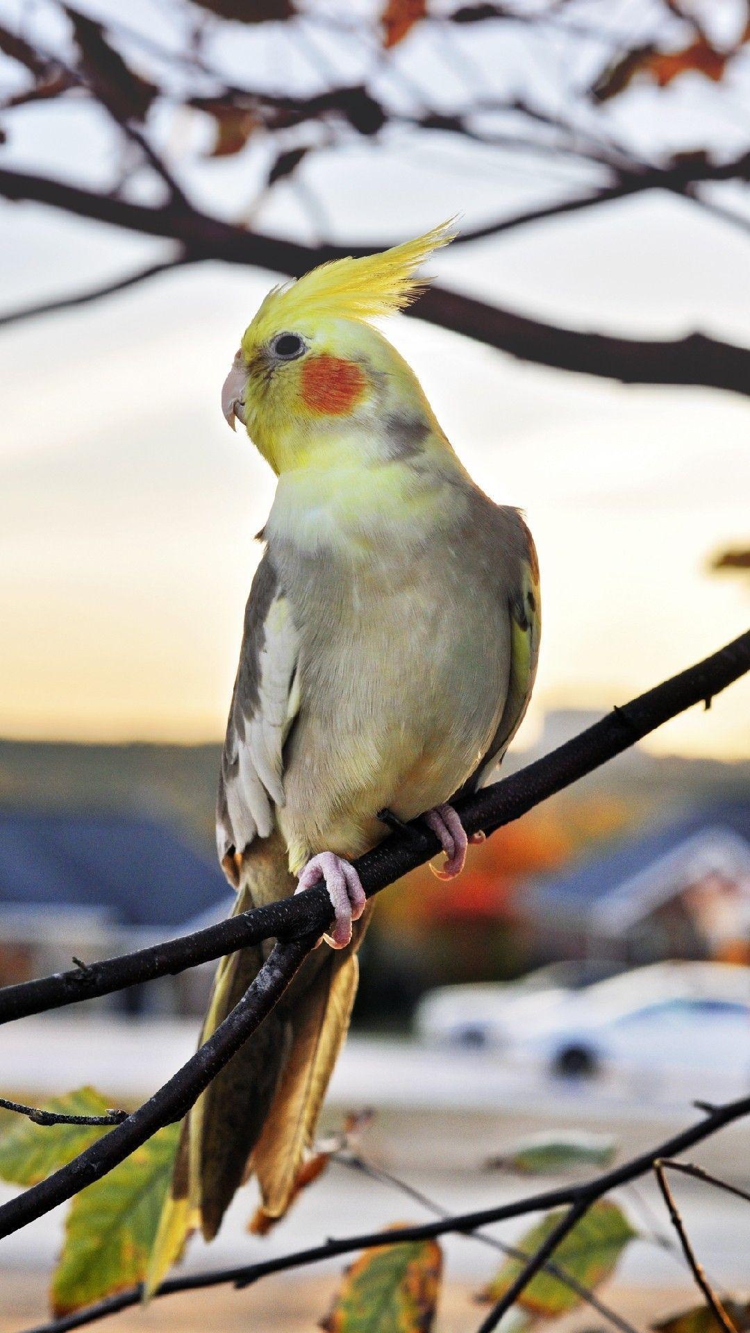 Cockatiel bird portraits, Feathery companions, Sarah Sellers' collection, Avian beauty, 1080x1920 Full HD Phone