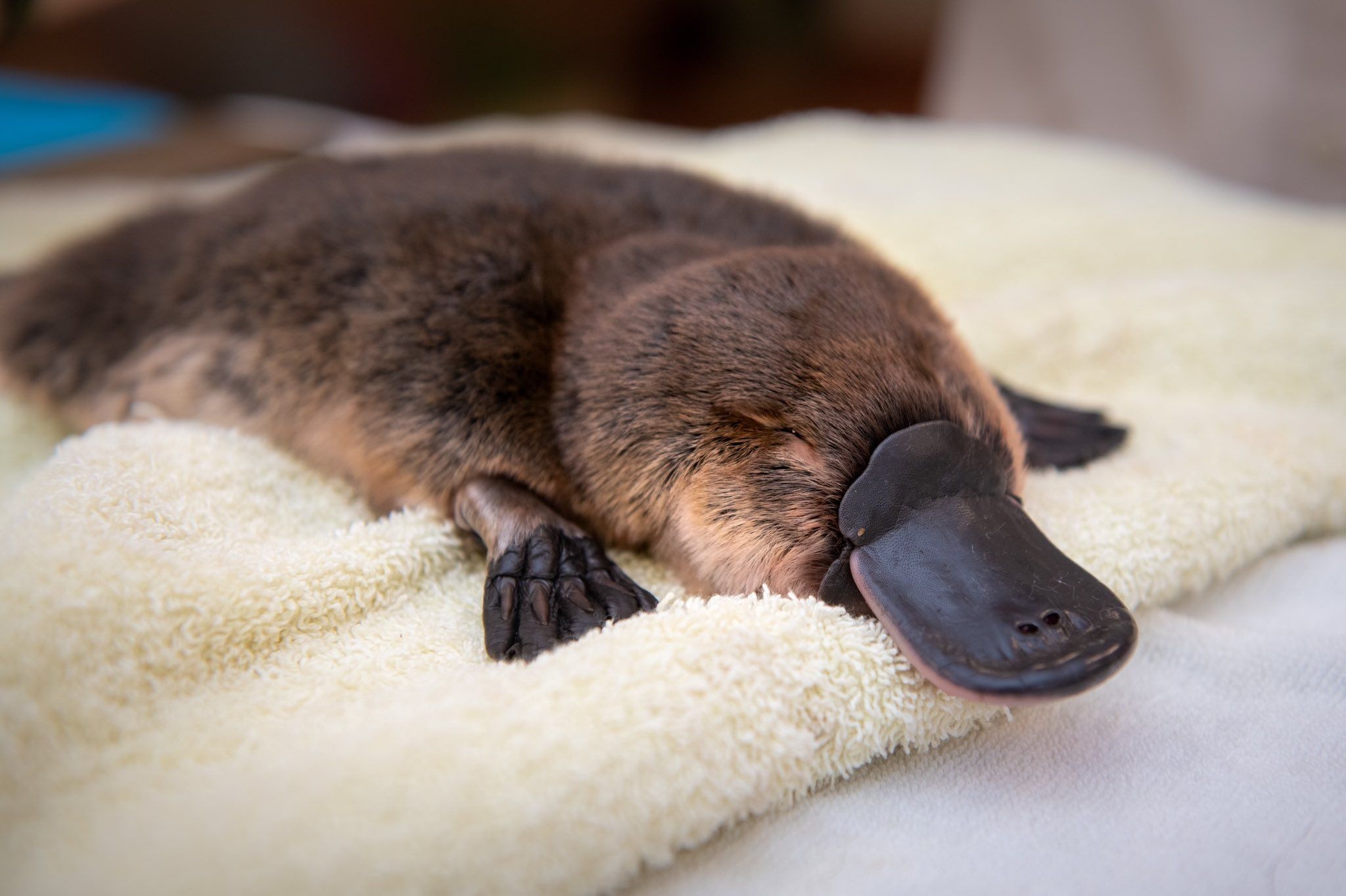 Platypus, Australian animals, Duck-billed marvels, Nature's treasures, 2050x1370 HD Desktop