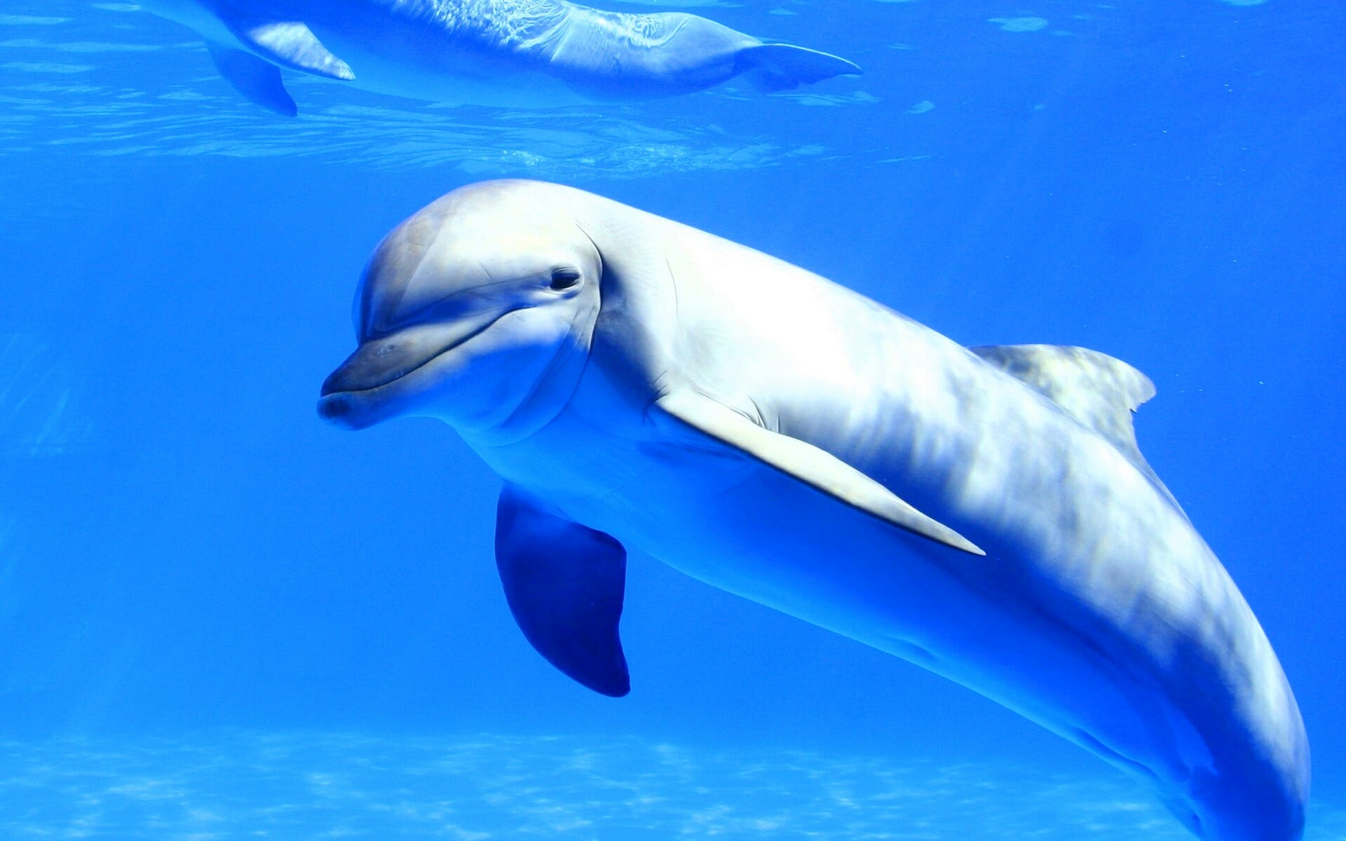 Underwater dolphin wallpaper, Stunning photography, Marine paradise, Submerged world, 1920x1200 HD Desktop