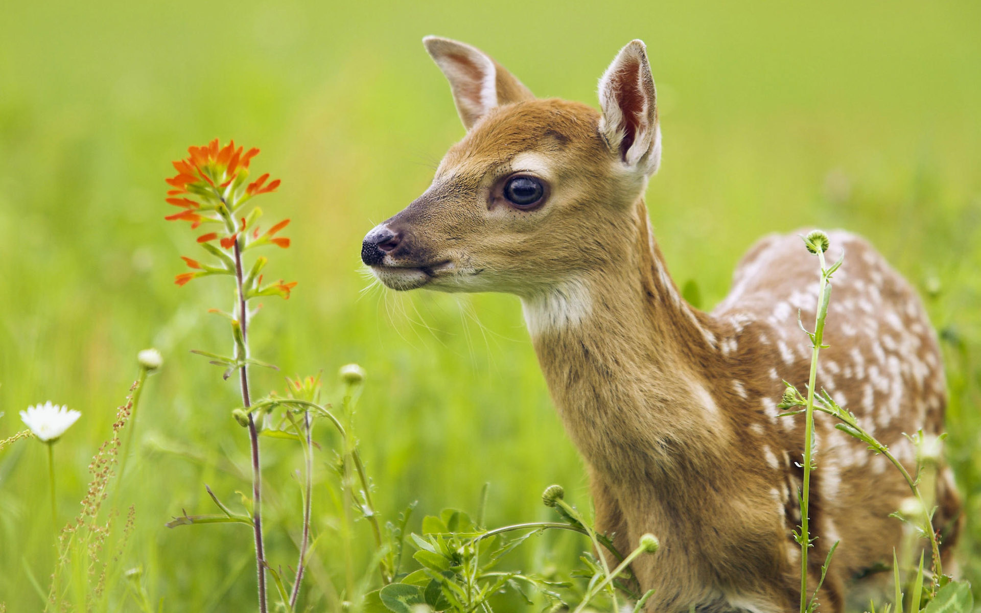 Elegant deer, Striking imagery, Animal photography, Enchanting wallpapers, 1920x1200 HD Desktop