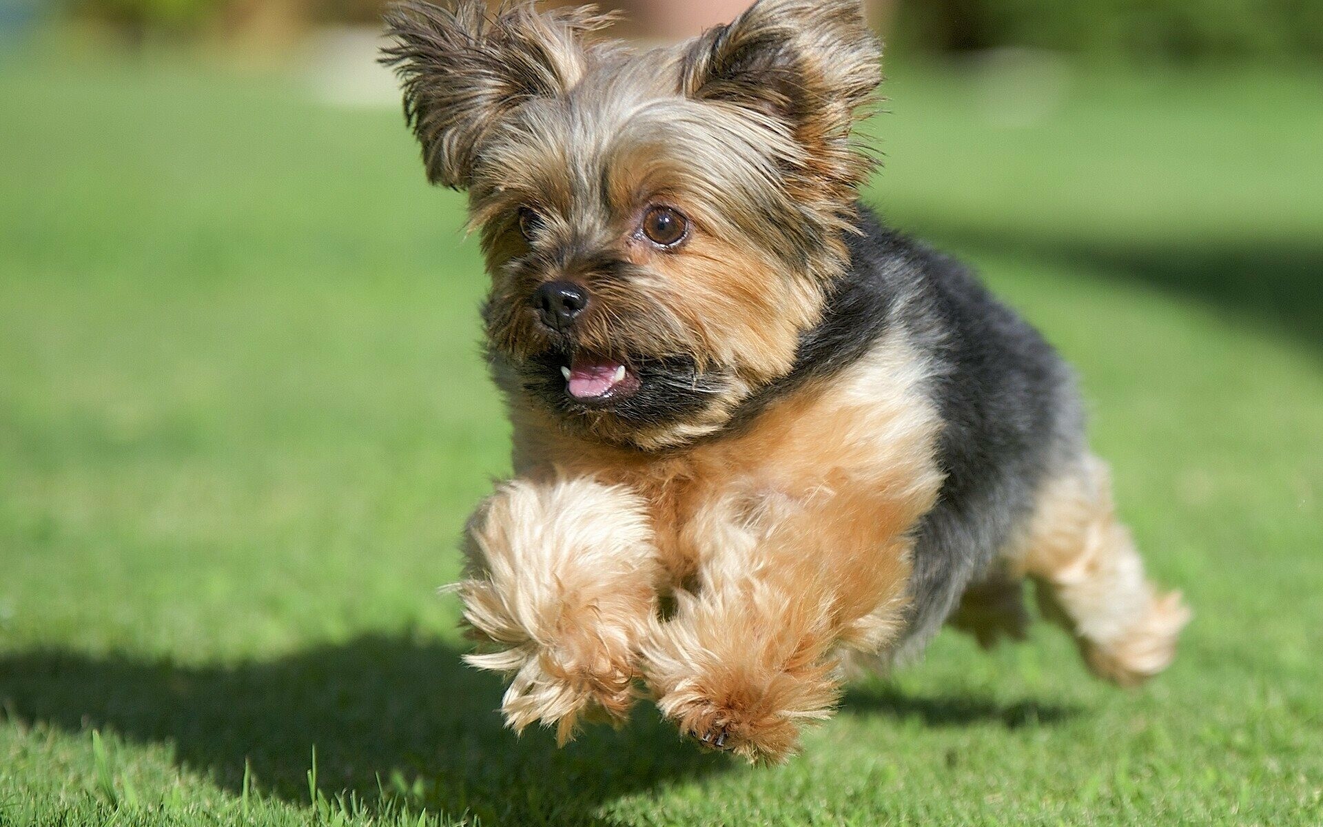 Yorkshire Terrier, Beautiful dogs, Lovely park scenery, Cute Yorkie, 1920x1200 HD Desktop