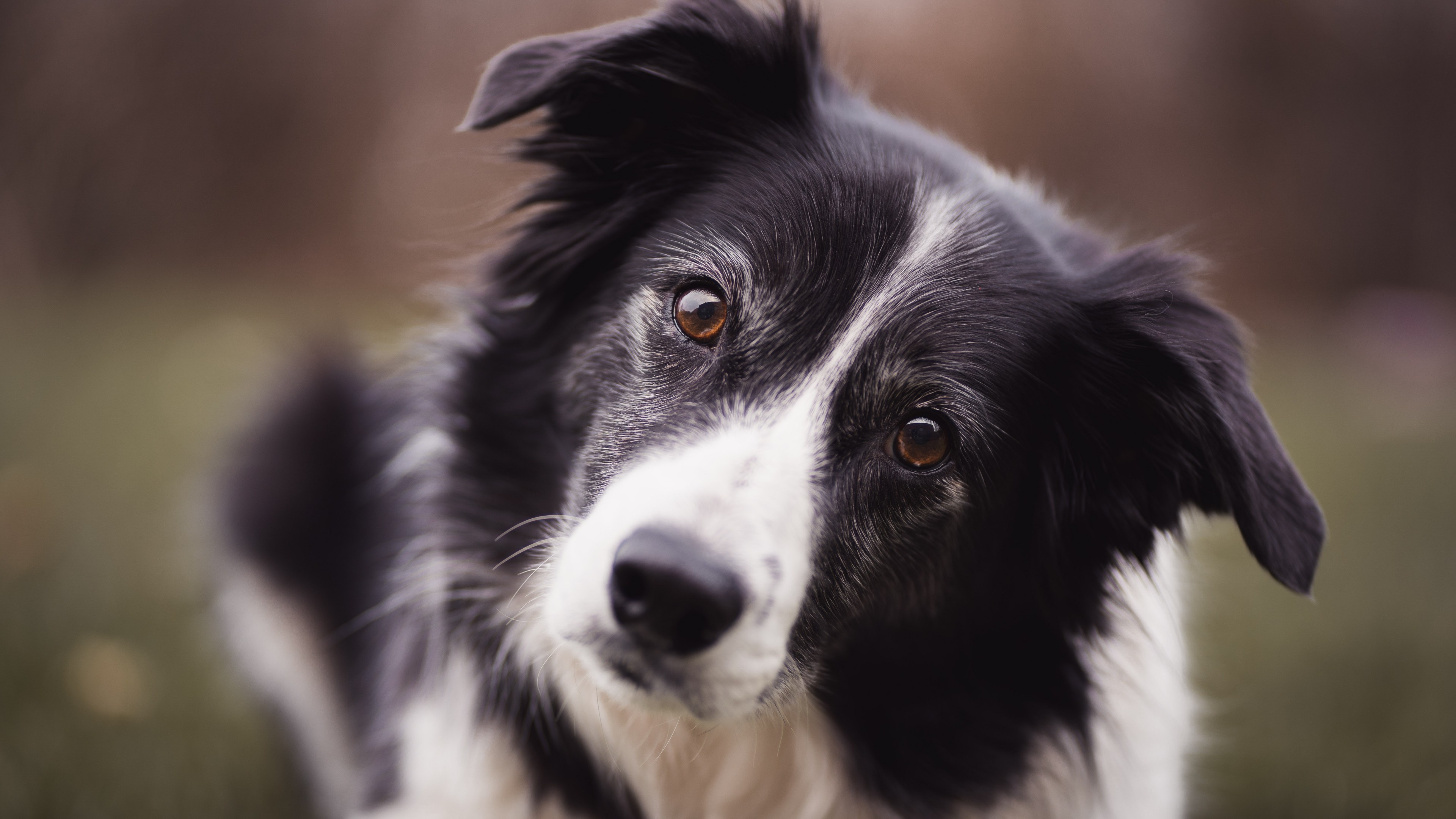 Close-up, Border Collie Wallpaper, 3840x2160 4K Desktop