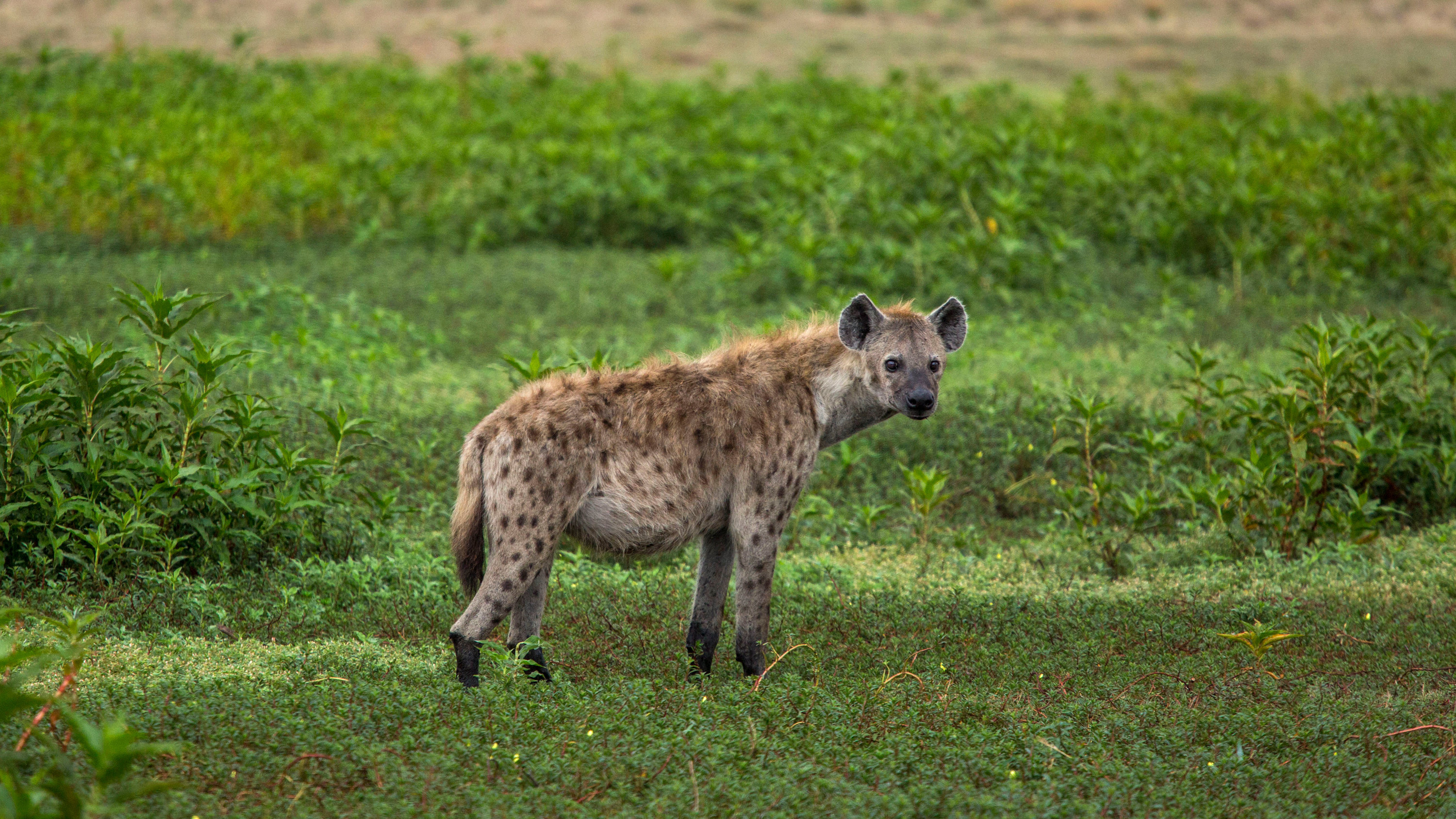 Hyena, Arctic Hyena, Canada, 3000x1690 HD Desktop