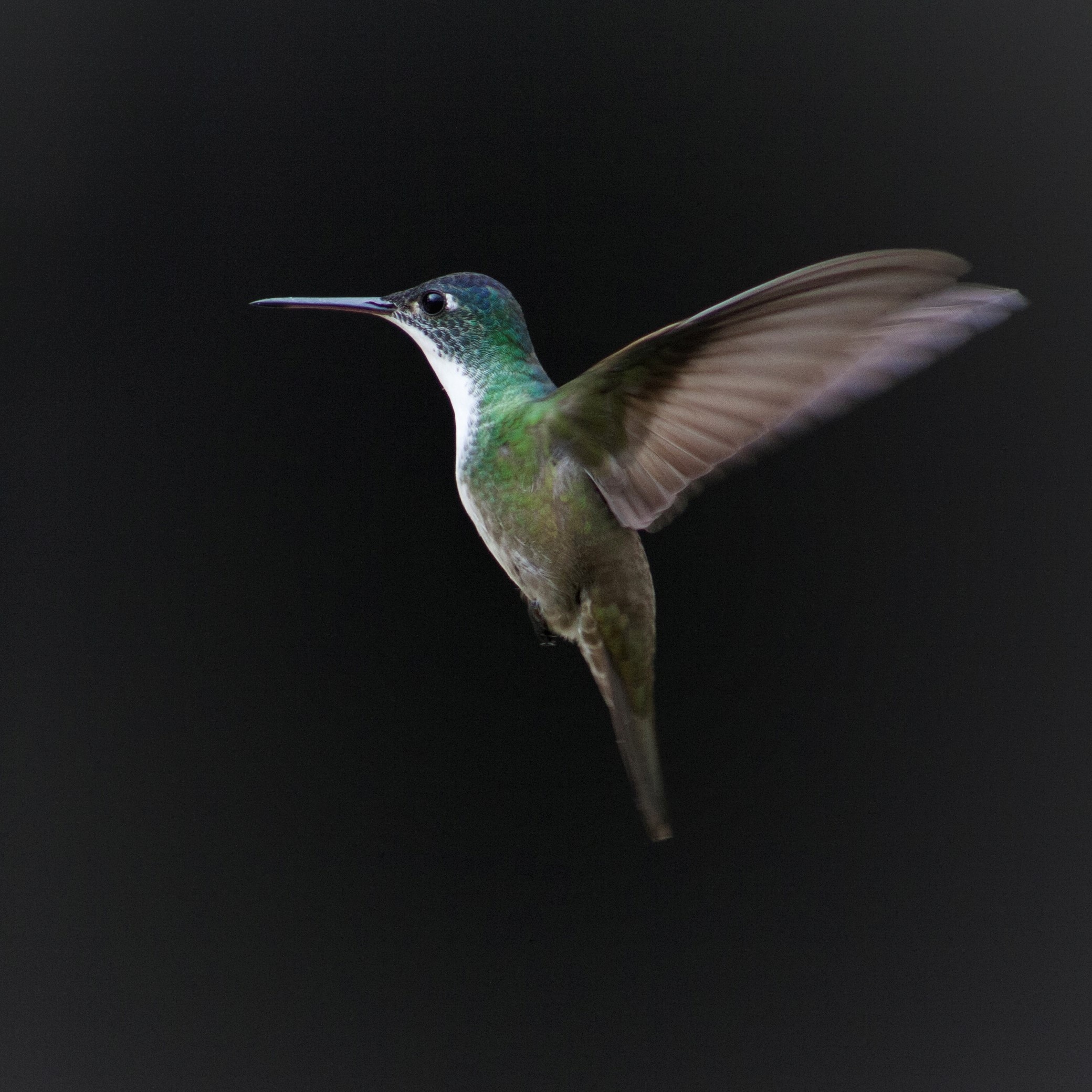 Azure-crowned, Hummingbirds Wallpaper, 2080x2080 HD Phone