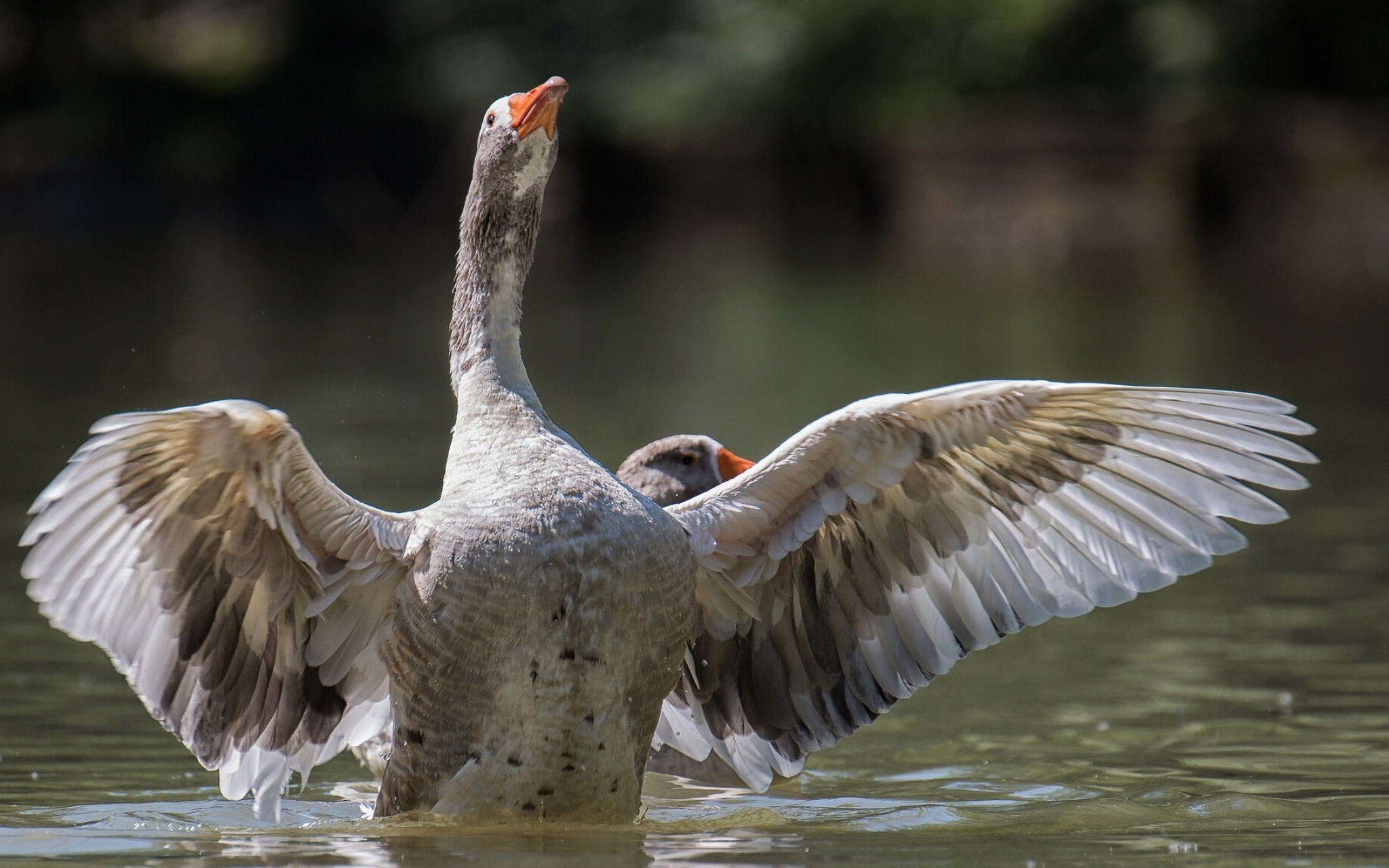 Bird wings, Water backdrop, HD wallpapers, Desktop and mobile backgrounds, 2050x1280 HD Desktop