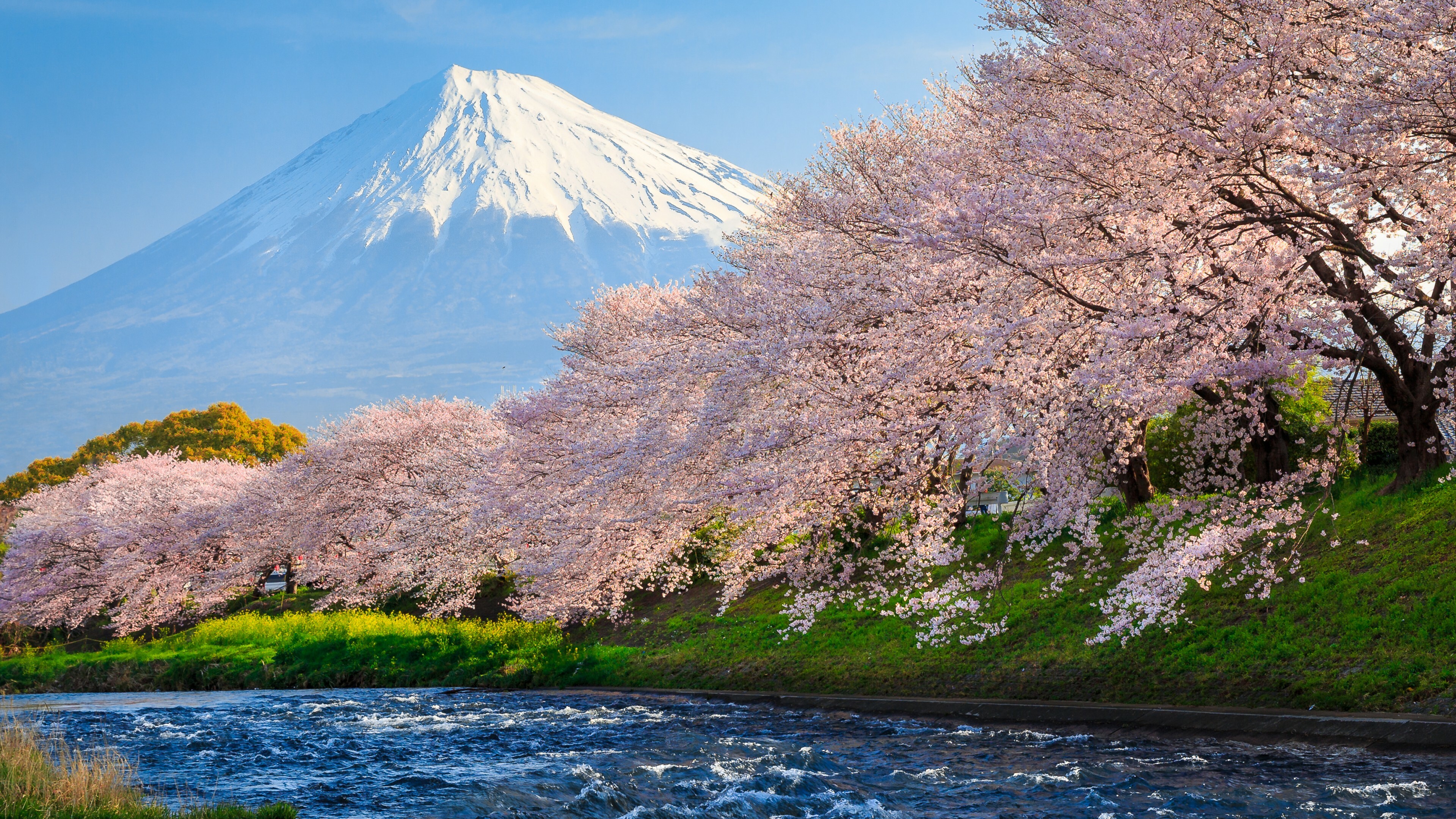 Japan Travels, Japan Mount Fuji spring flower, 3840x2160 4K Desktop